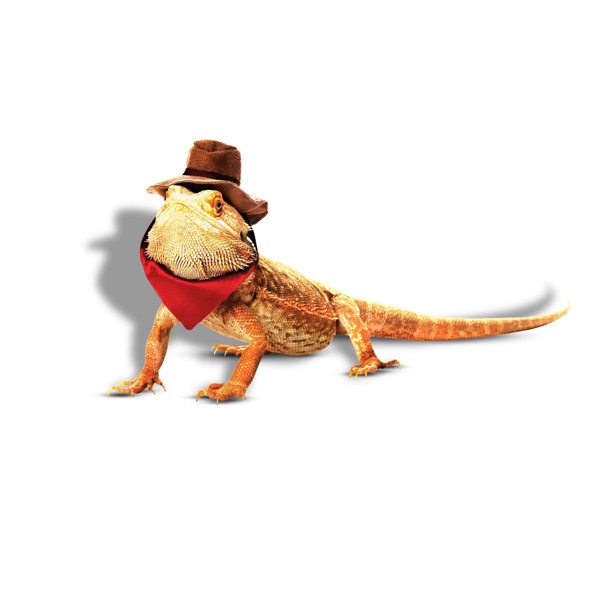 Bootique Red Cowboy Bearded Dragon Costume