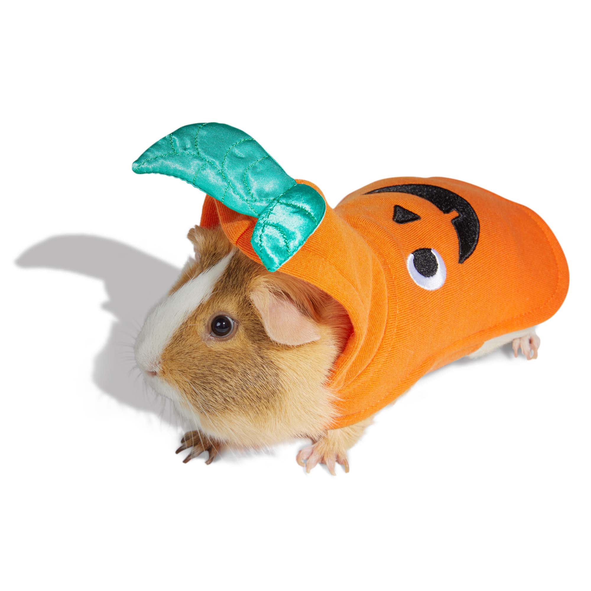 13 Pet Halloween Costumes