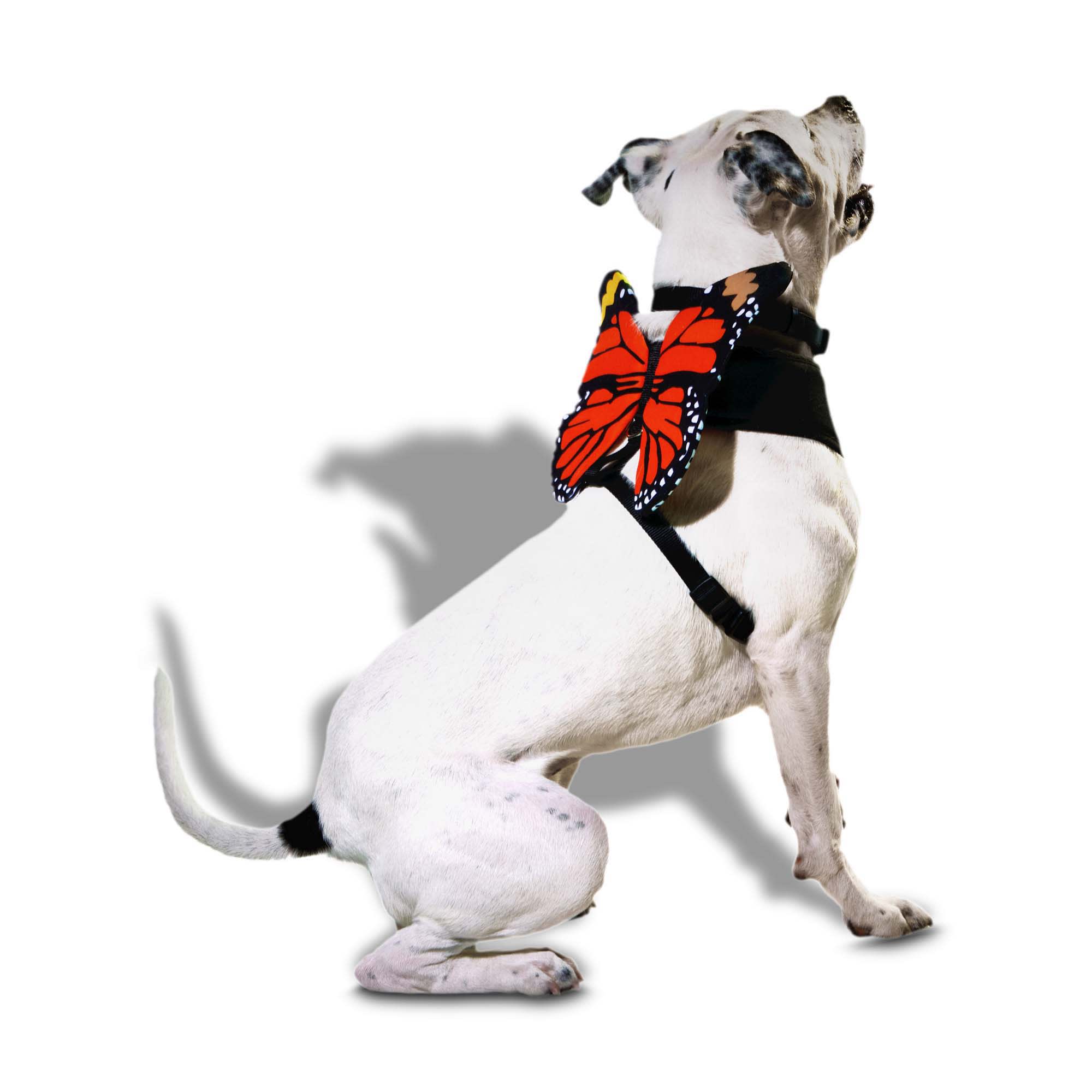 Dog harness halloween costume hotsell