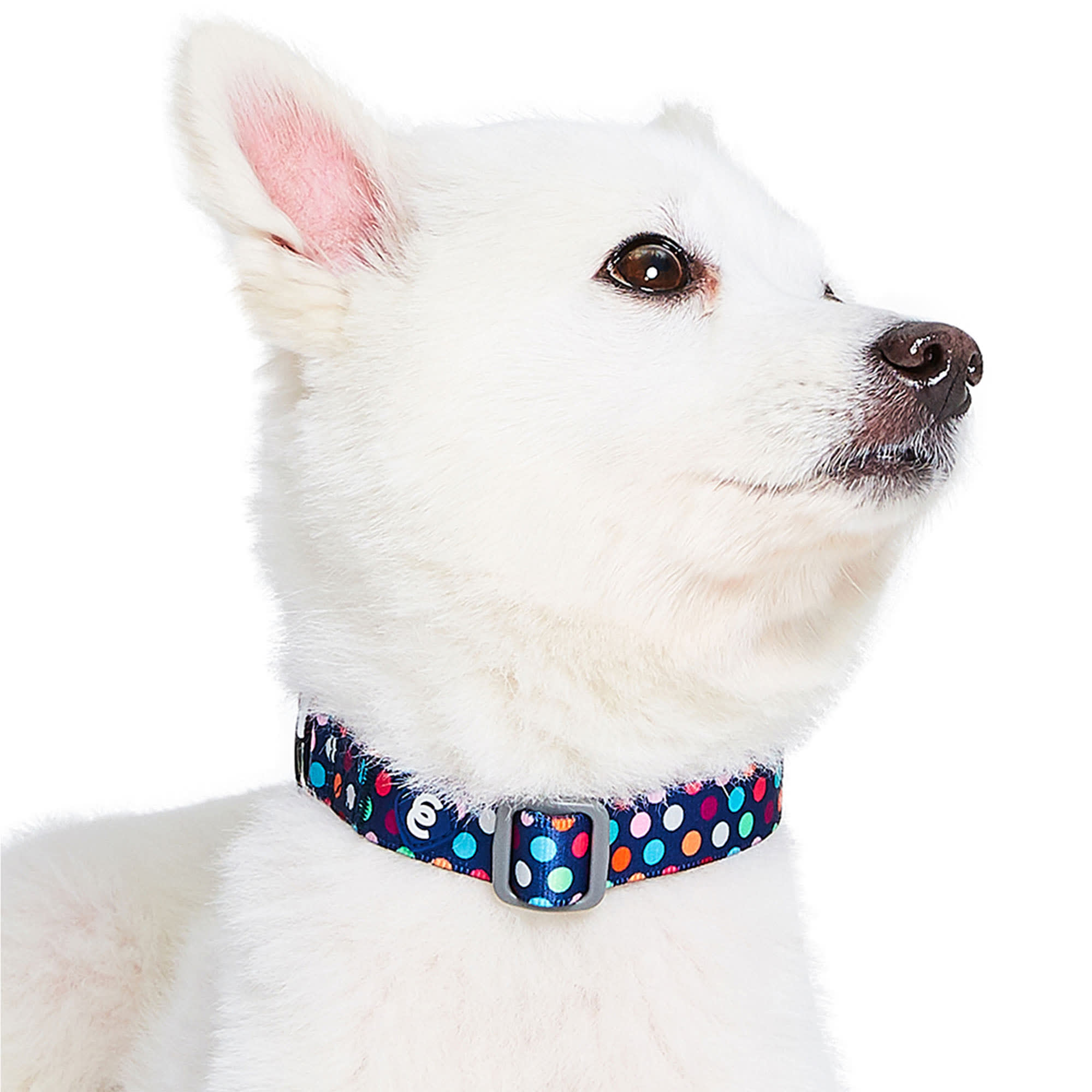 Berrydilla Dog Collar – Pompous Pets SA