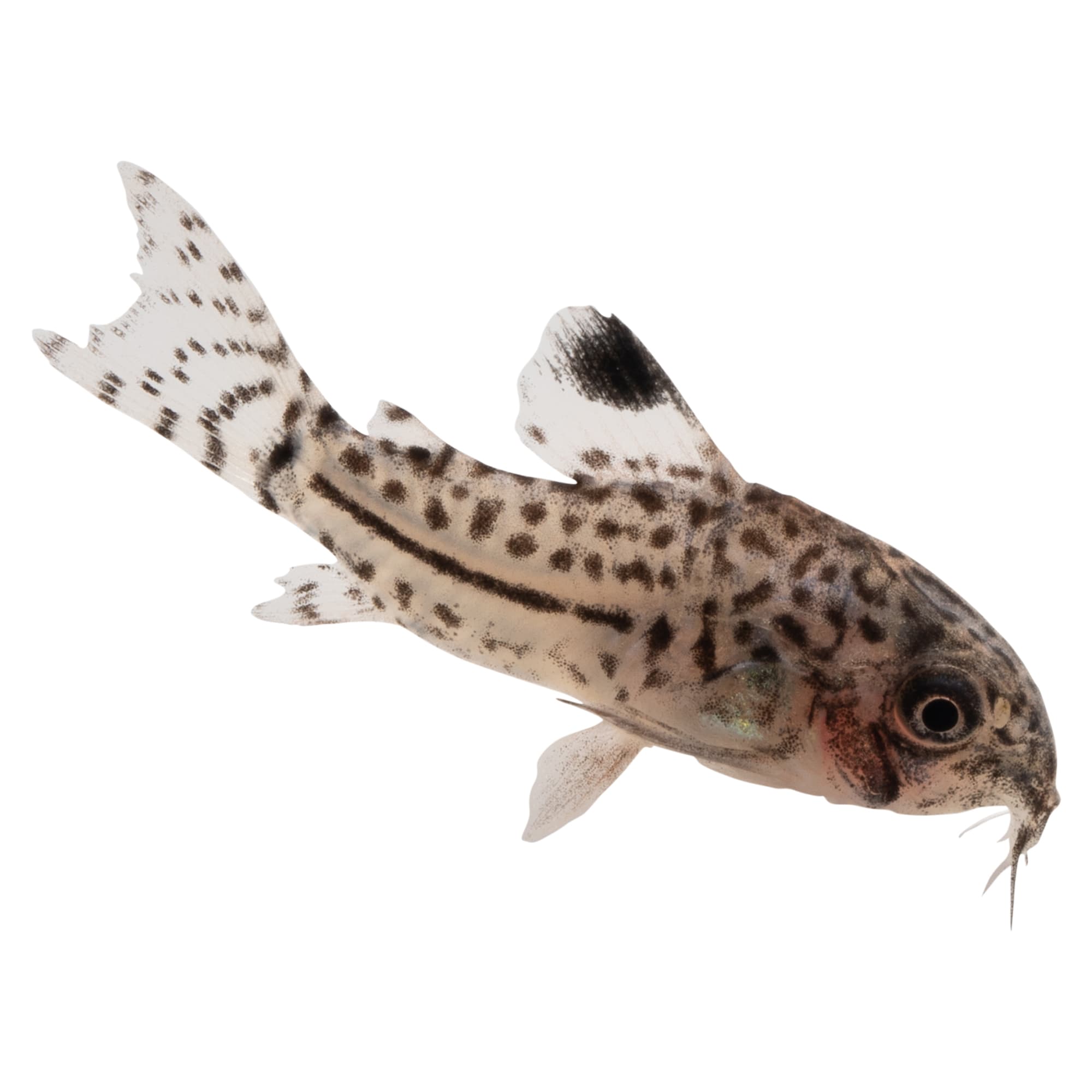 False Julii Cory Catfish Corydoras trilineatus 3 Pack Petco