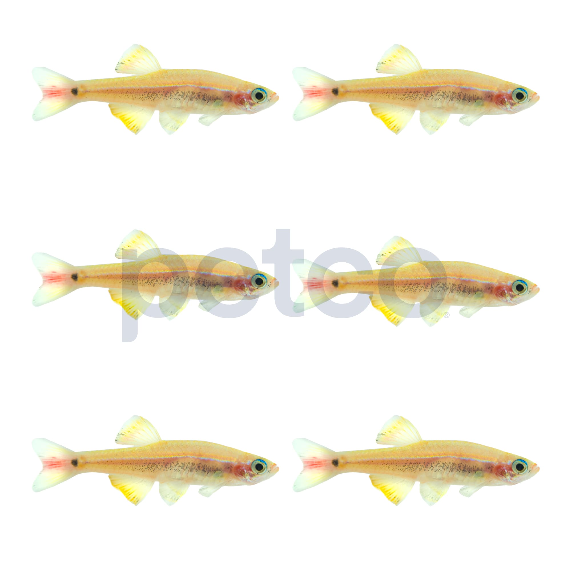 Gold White Cloud Minnows for Sale Order Online Petco