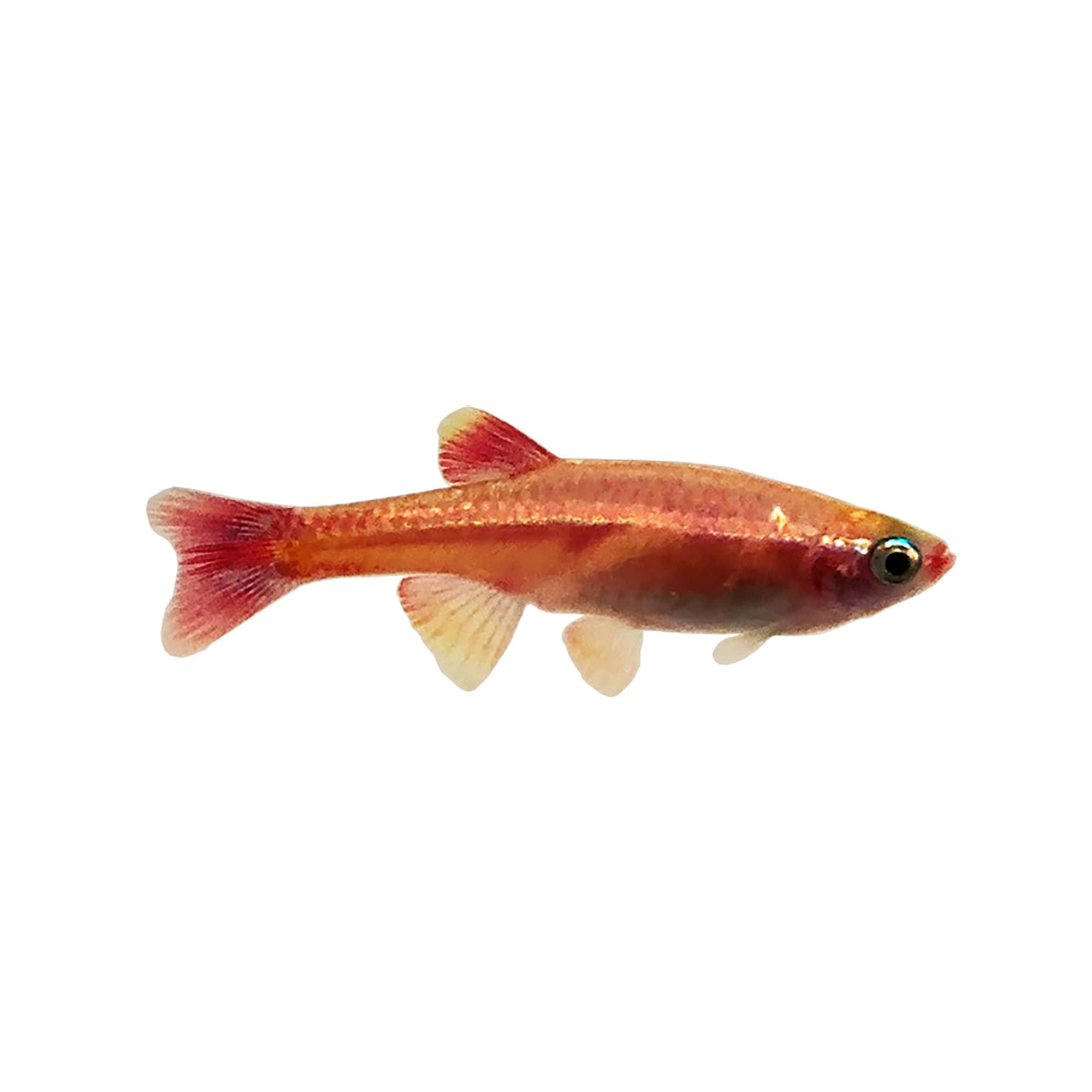 MINNOW - WHITE CLOUD MOUNTAIN GOLD Tanichthys albonubes - Aquatics