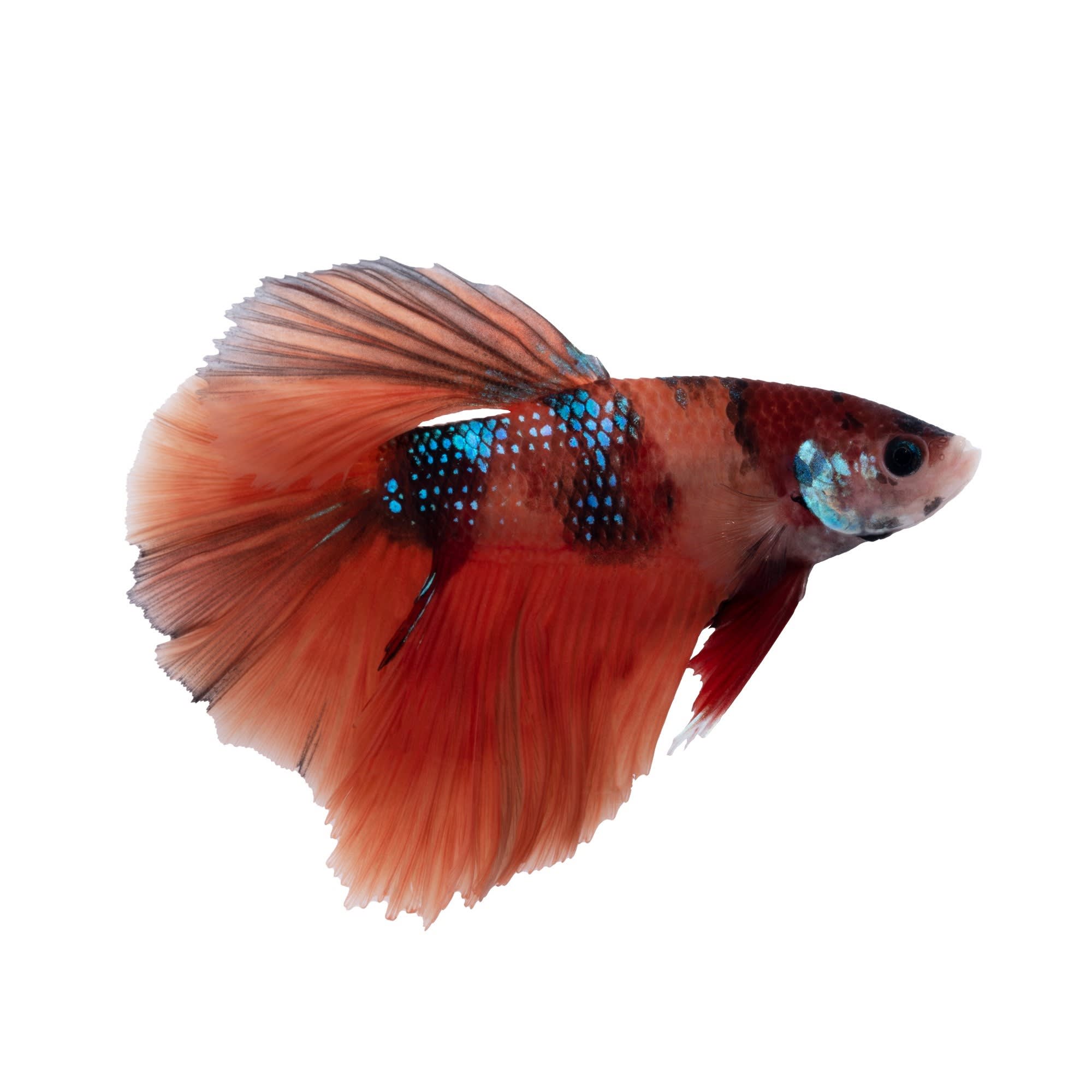 Koi betta 2024 for sale