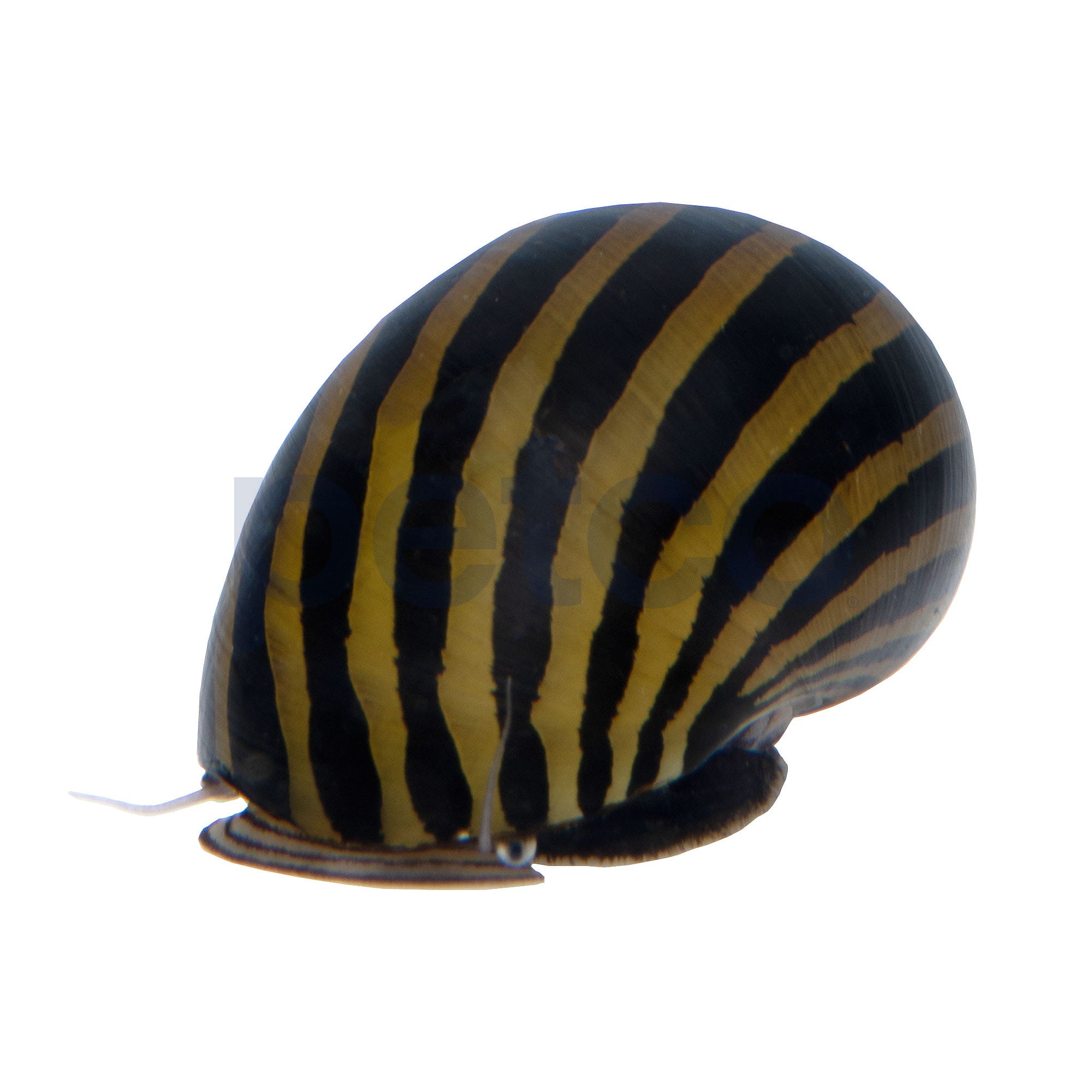 Zebra Nerite Snail 6Pack for Freshwater Aquariums & Algae Control