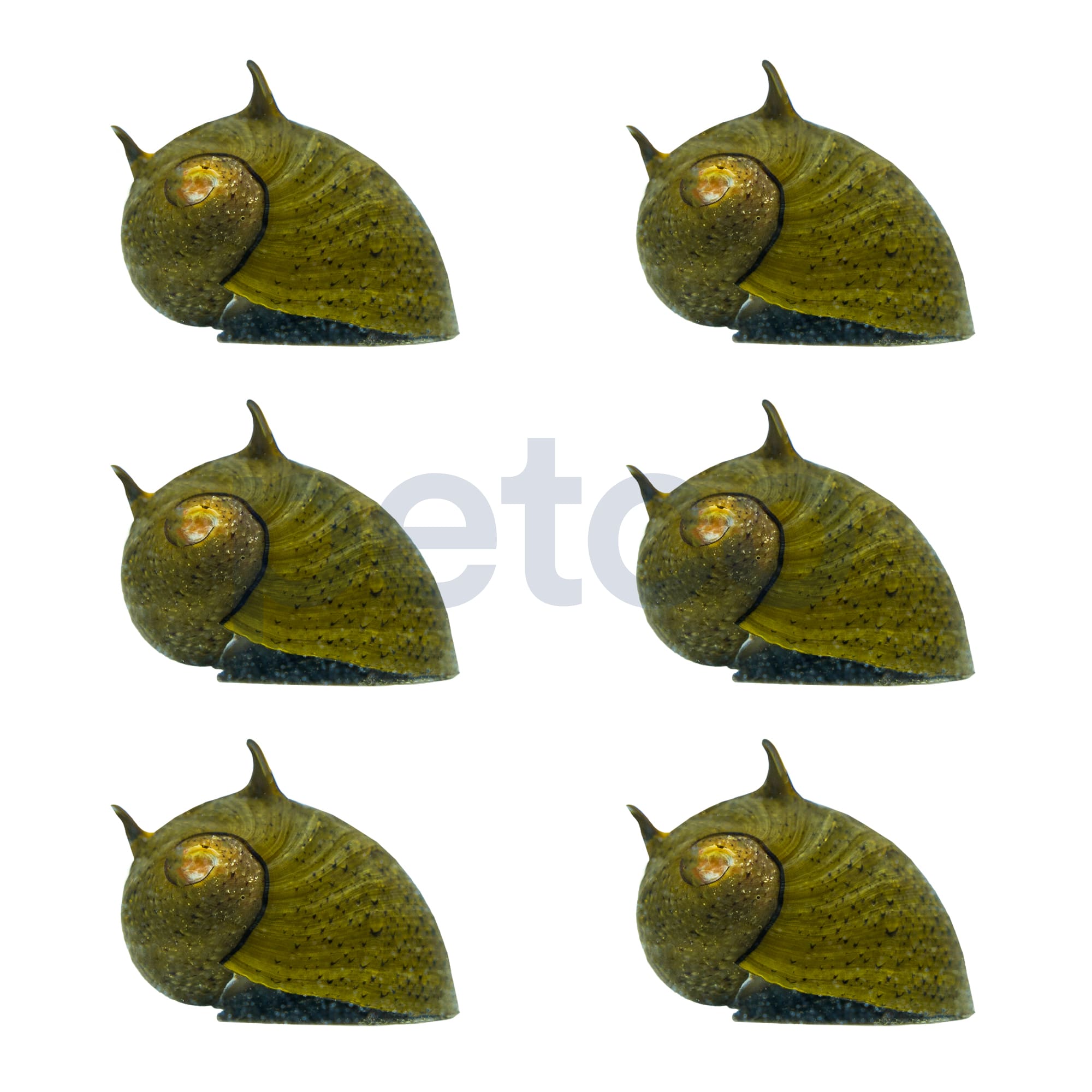 Horned Nerite Snail 6Pack for Freshwater & Community Tanks