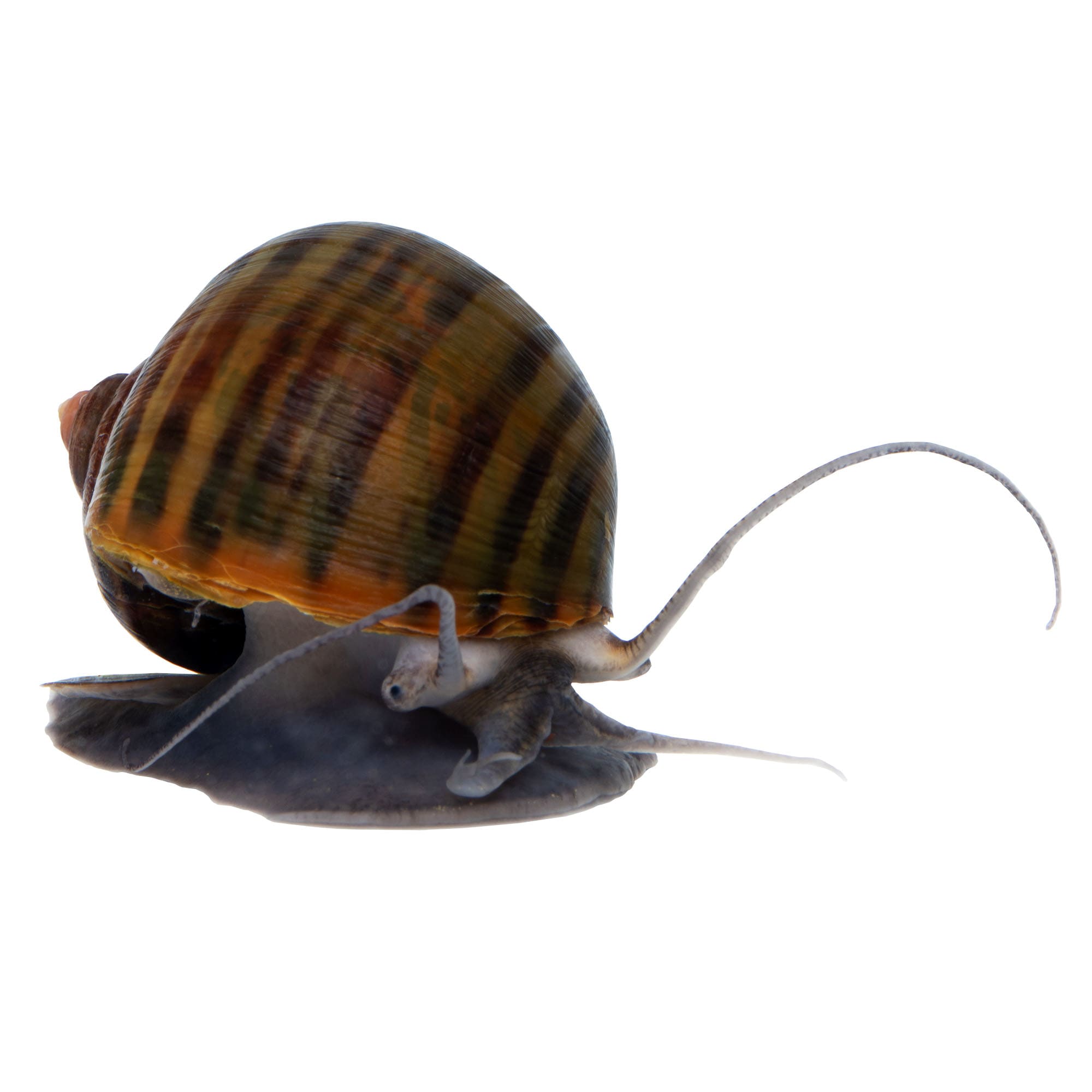 Black Mystery Snail For Sale - 6 Pack | Petco