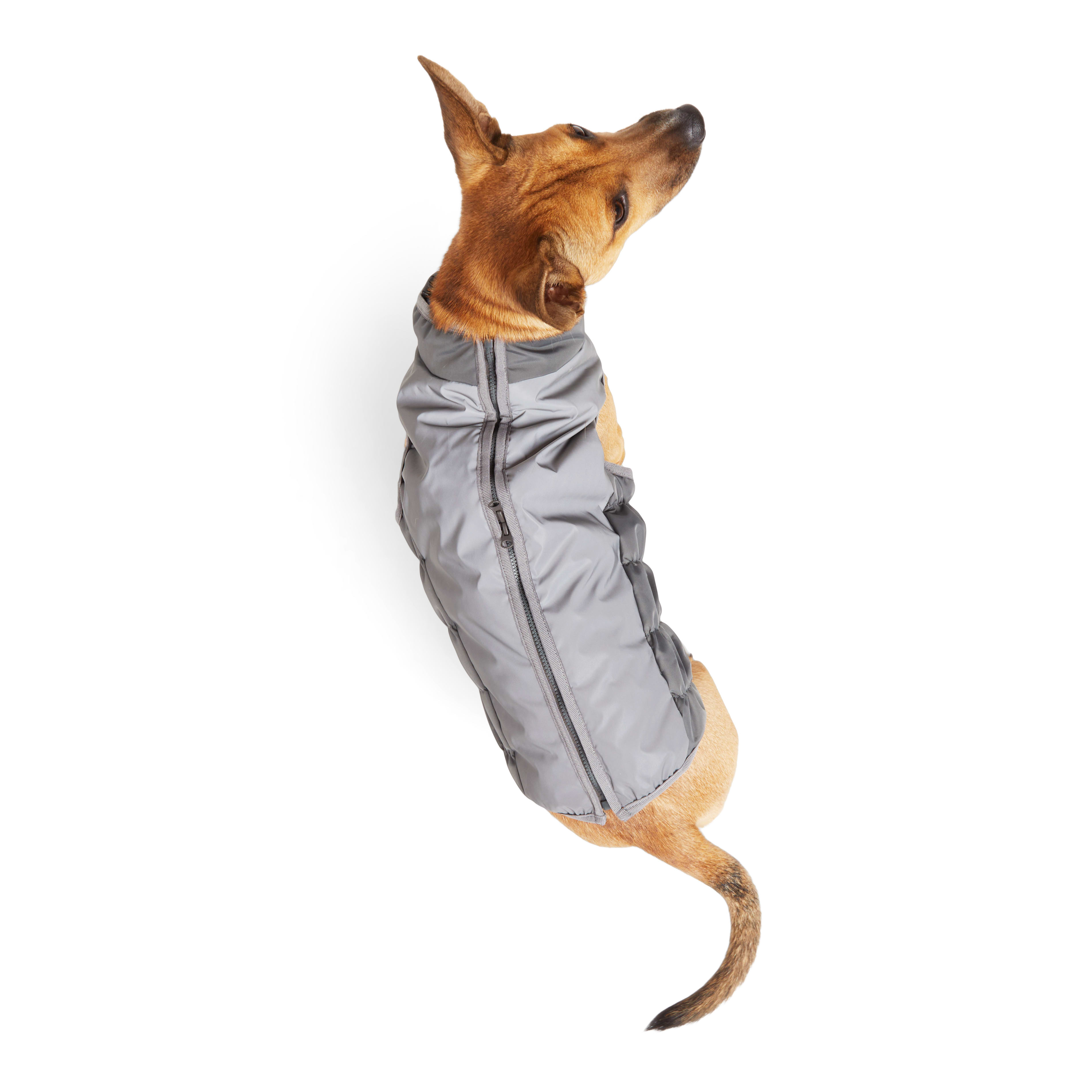 YOULY Grey Skidoo for Dogs, XX-Small | Petco