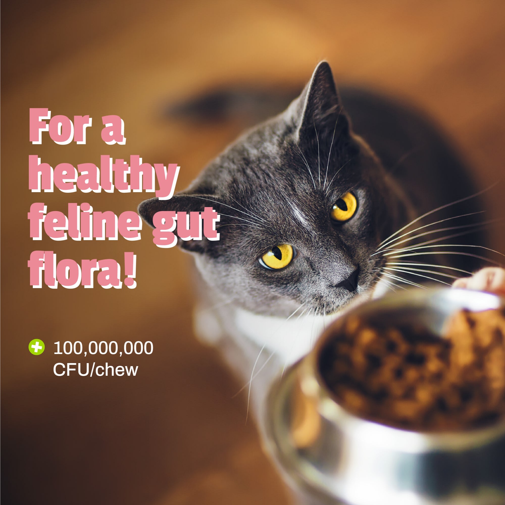 Whole Life Pet Healthy Gut Daily Cat Supplements, Cat Probiotics for C – Tasty Tools Whole Life Pet Healthy Gut Daily Cat Supplements, Cat Probiotics for C – Tasty Tools