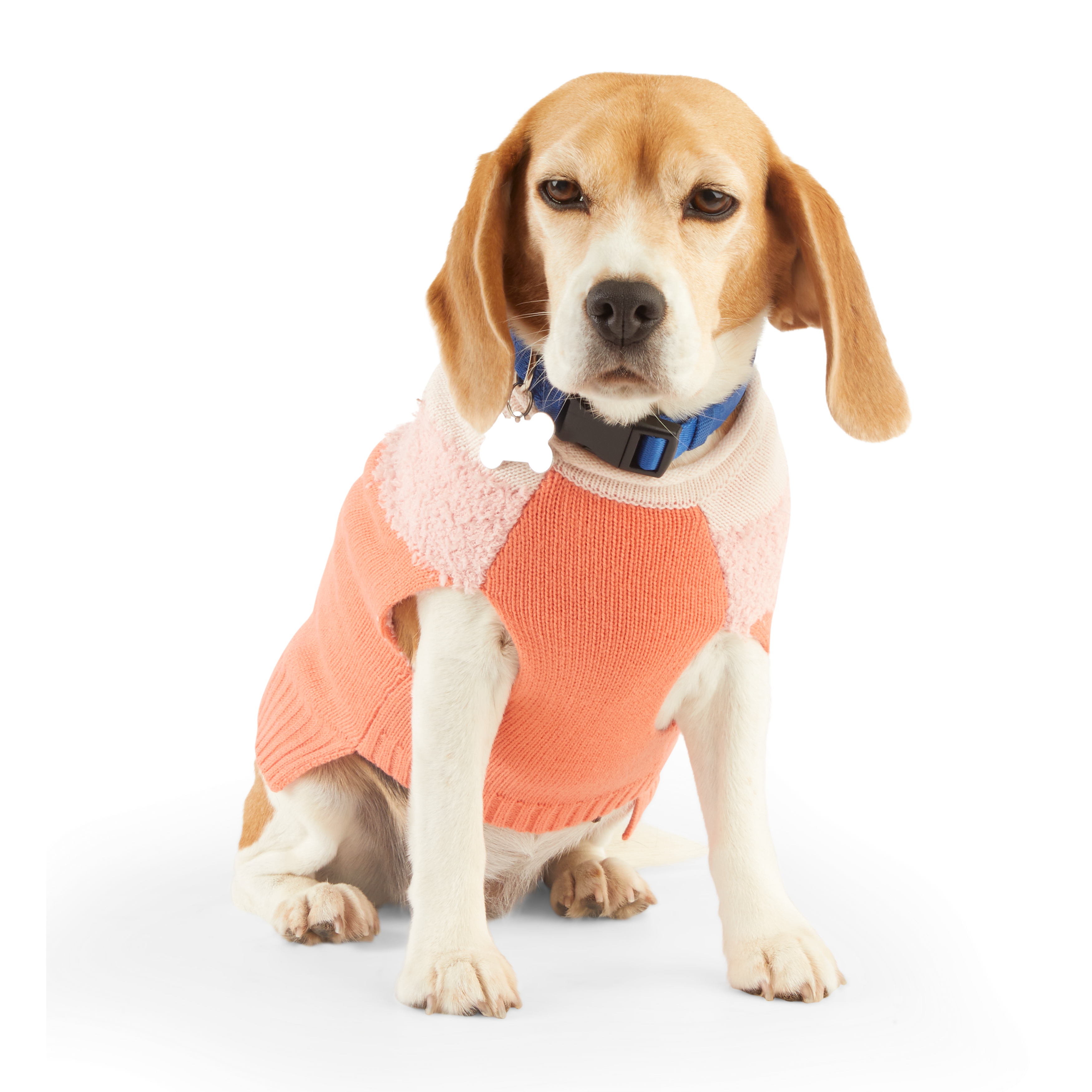 Pawtton Joy Chewy Cute Dog Sweater