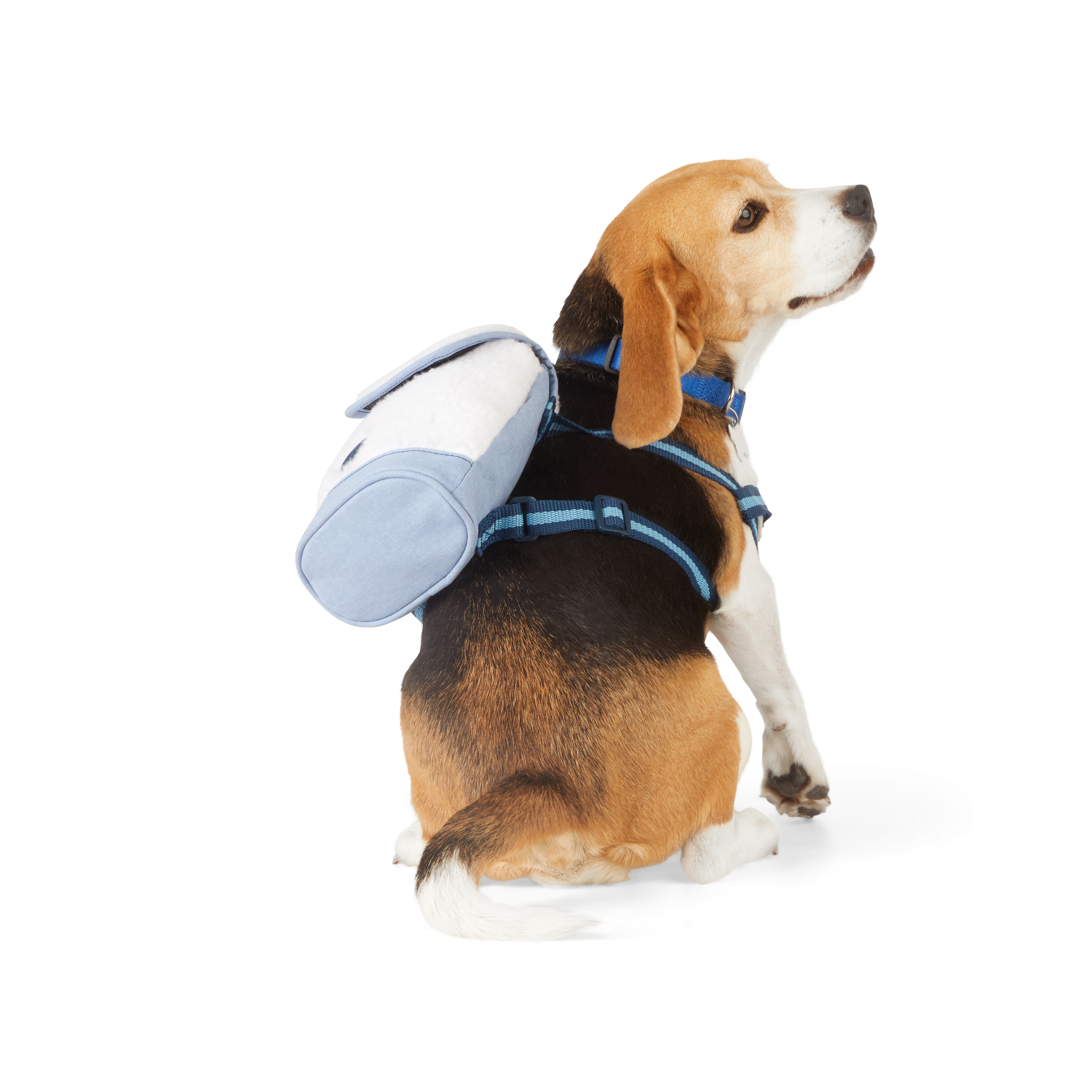 Petco dog backpack sale