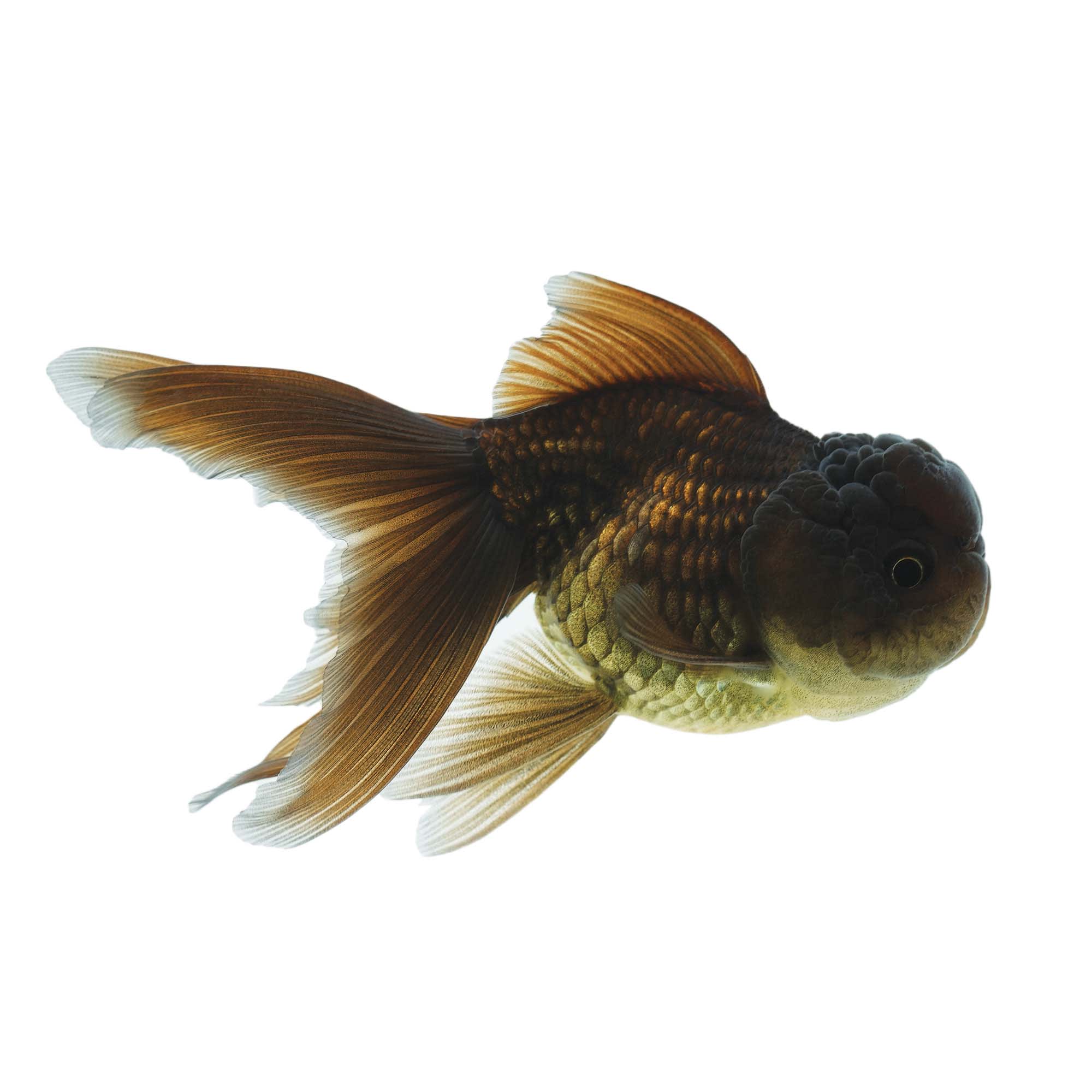 Black oranda best sale for sale