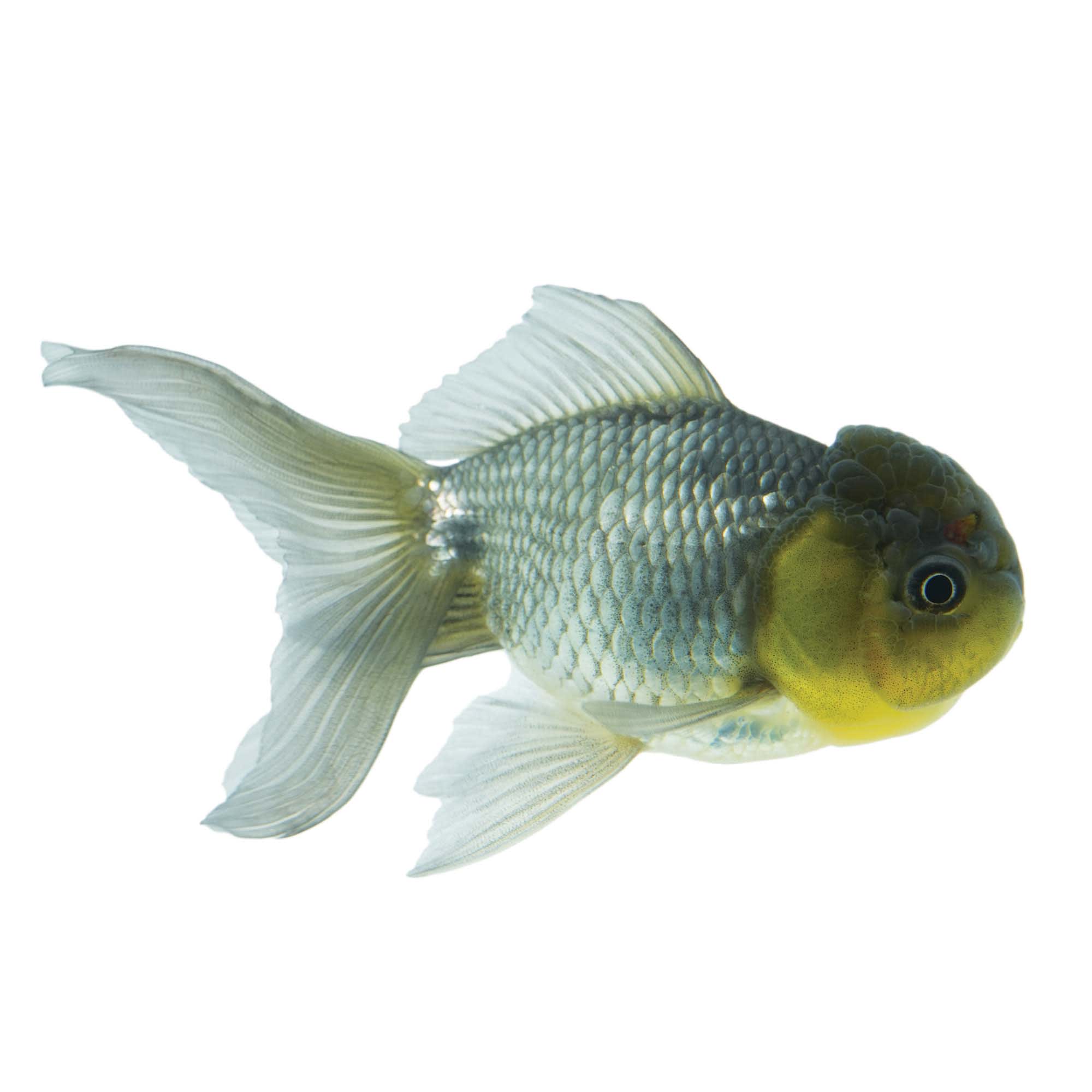 Oranda sales goldfish petco