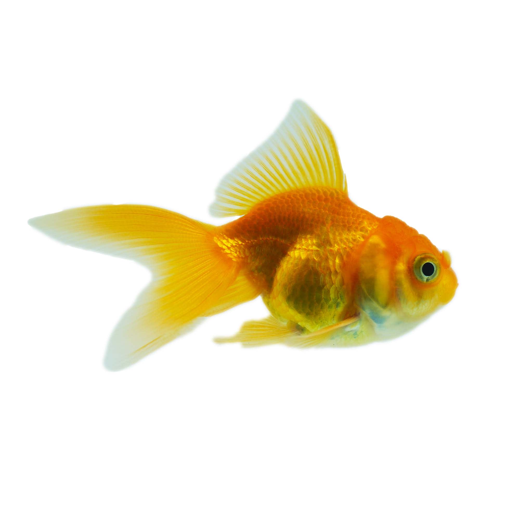 ORANDA GOLD - Fish Tank Accessories