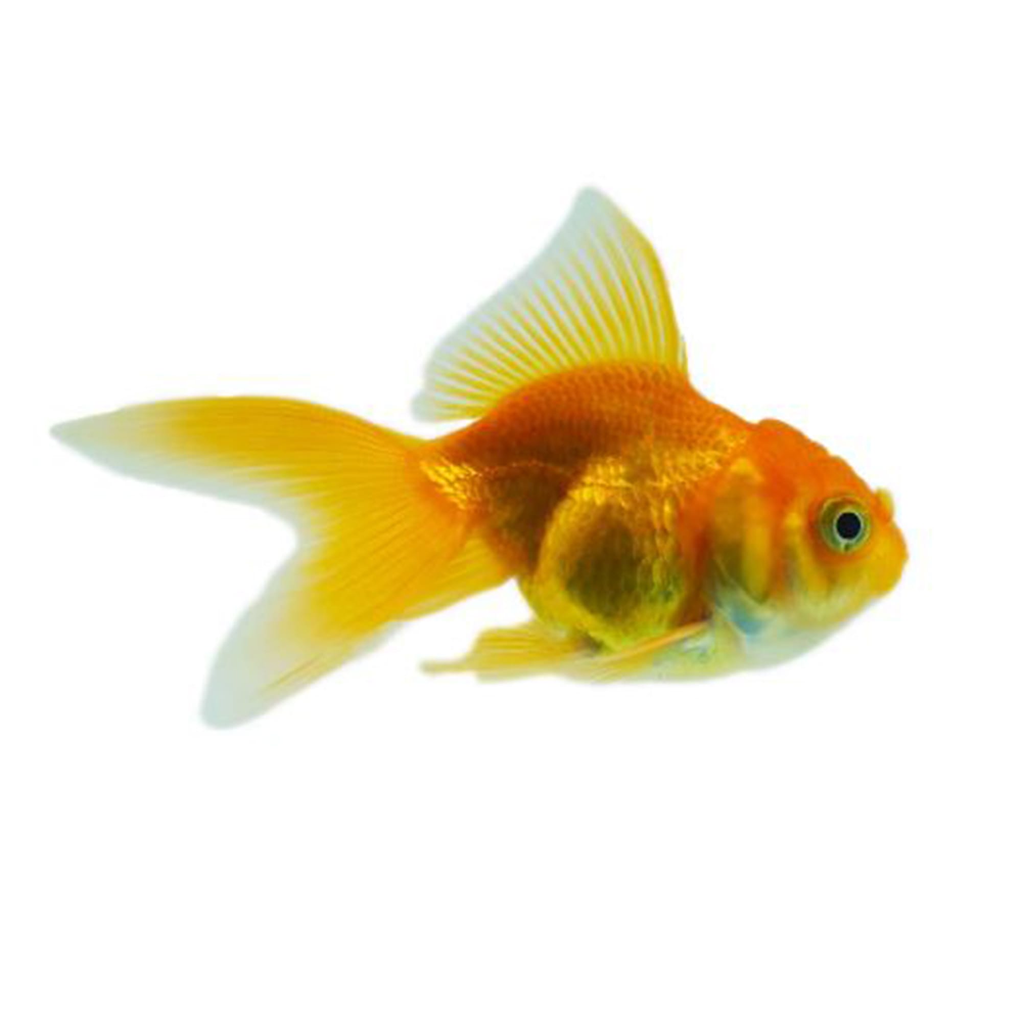 Red Oranda Goldfish For Sale - Large