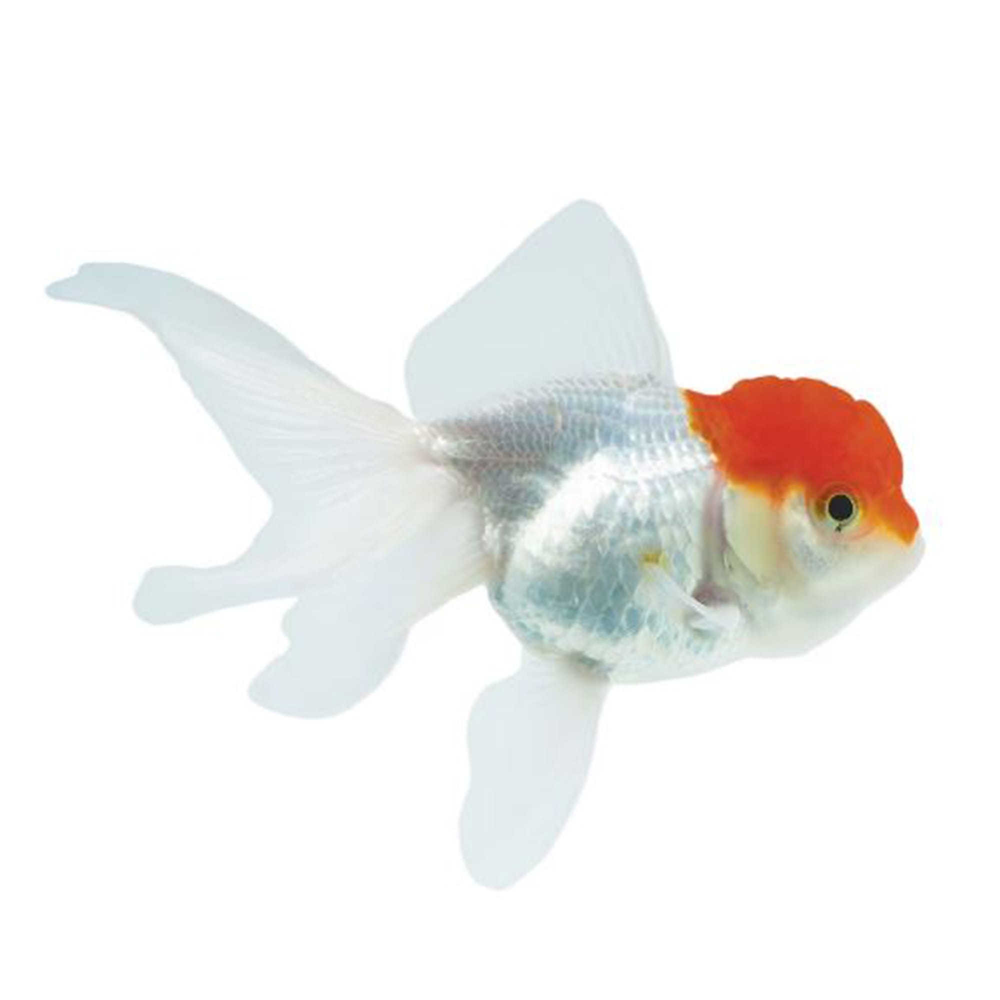 Red Cap Oranda Goldfish For Sale - Large