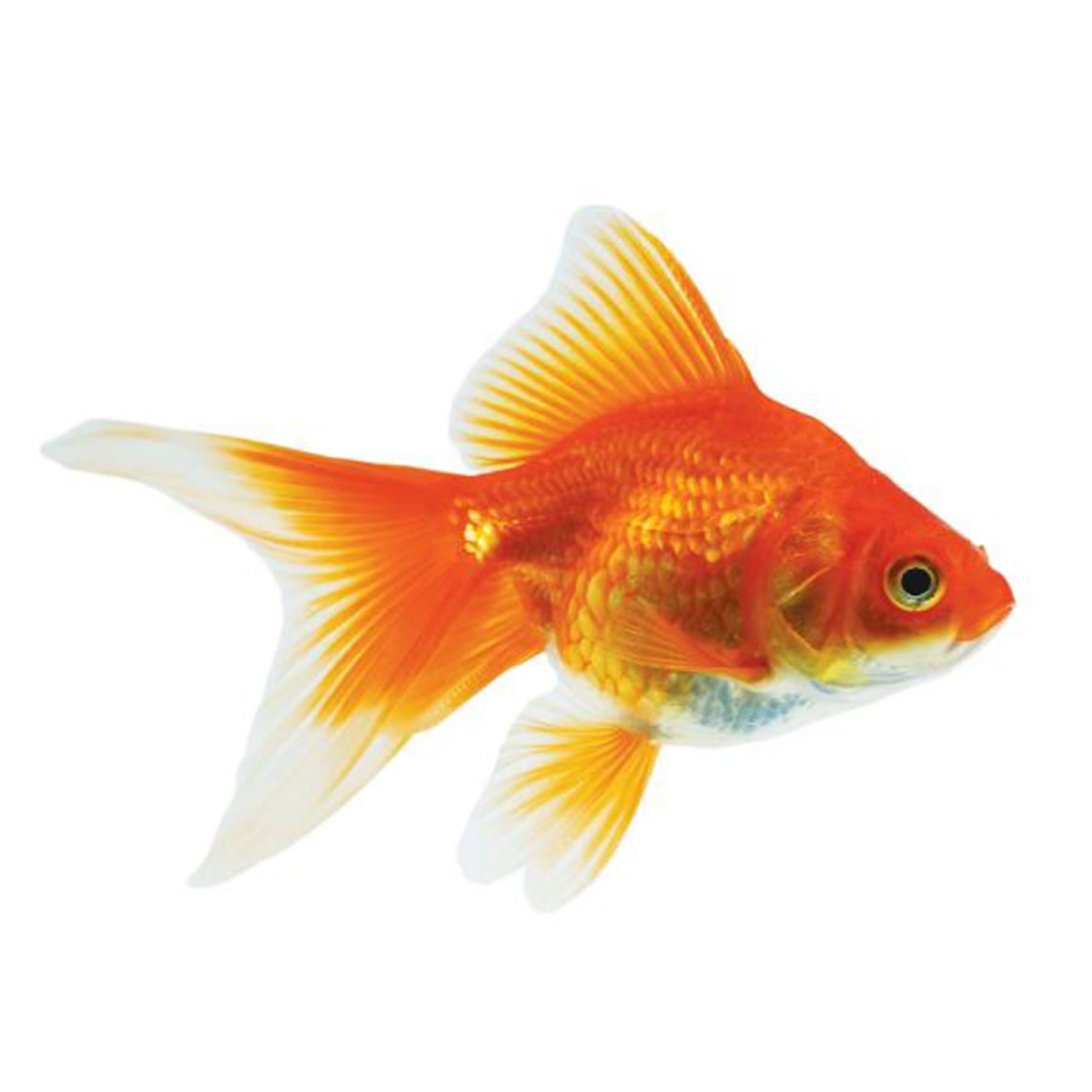 Red & White Ryukin Goldfish (Carassius auratus) - Large