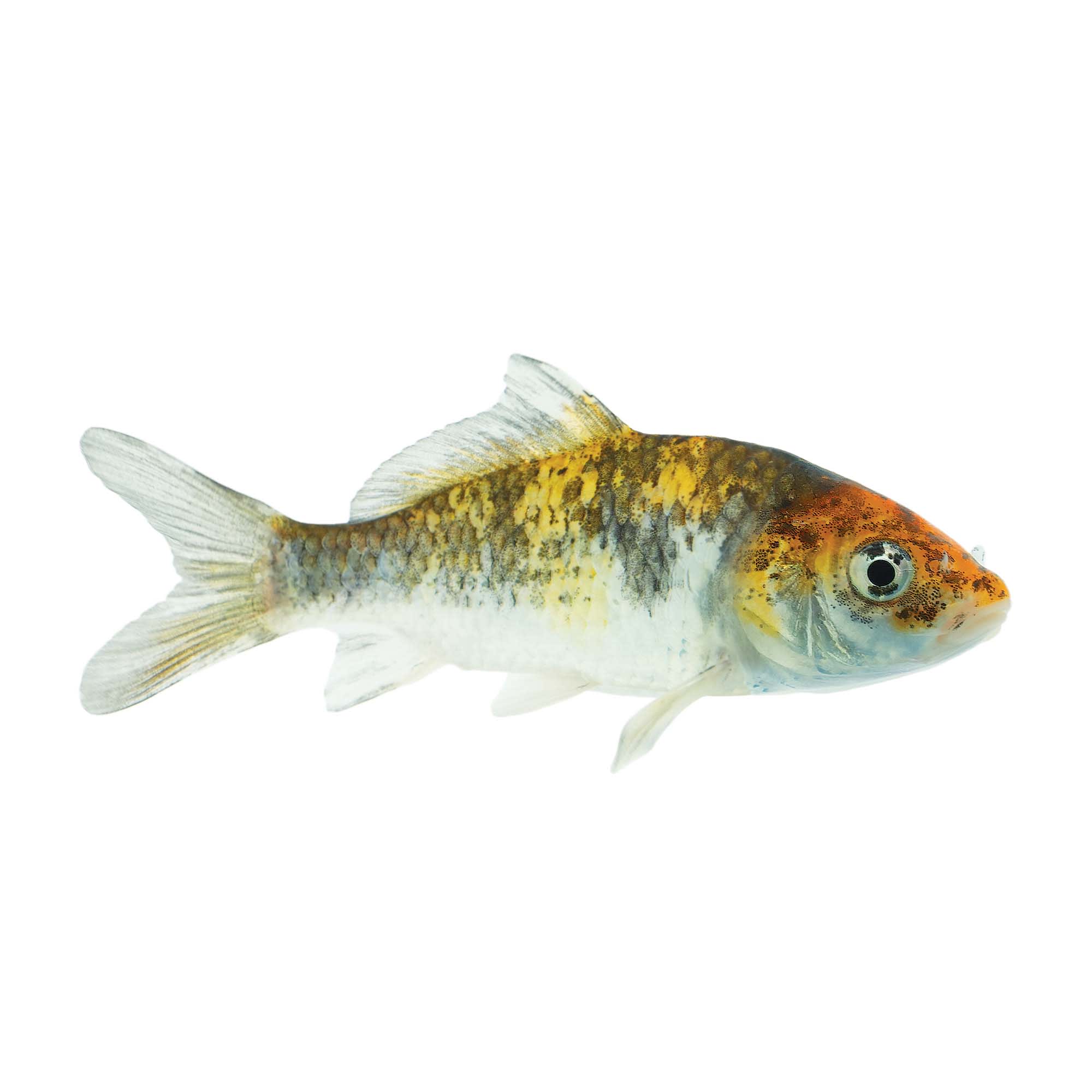 Petco koi fish sales