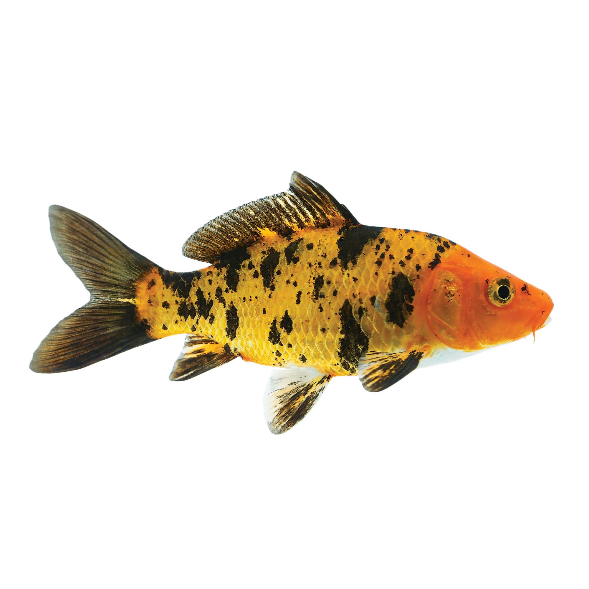 Black & Red Koi Fish For Sale