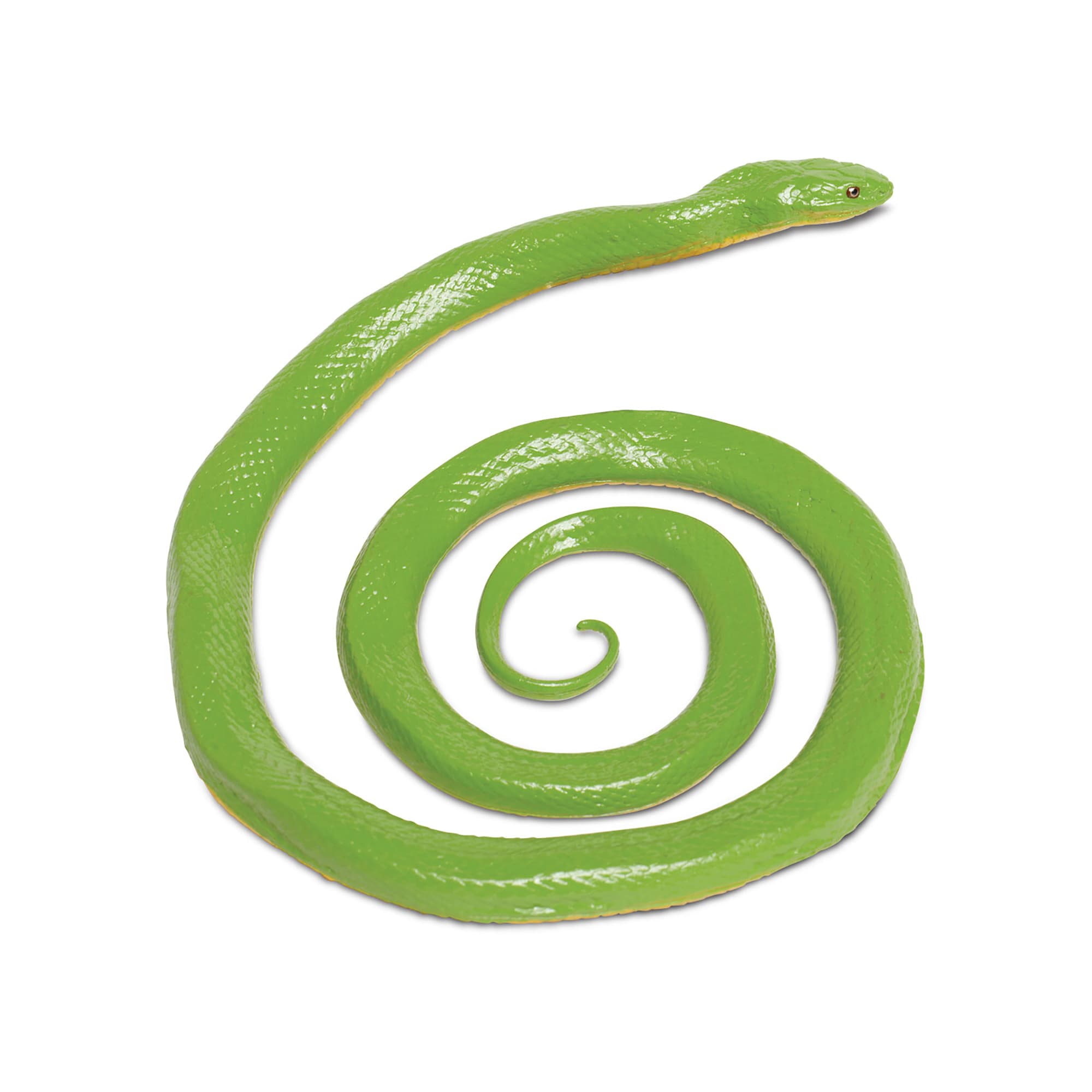 Rough Green Snake Care Sheet: Food, Habitat & Health