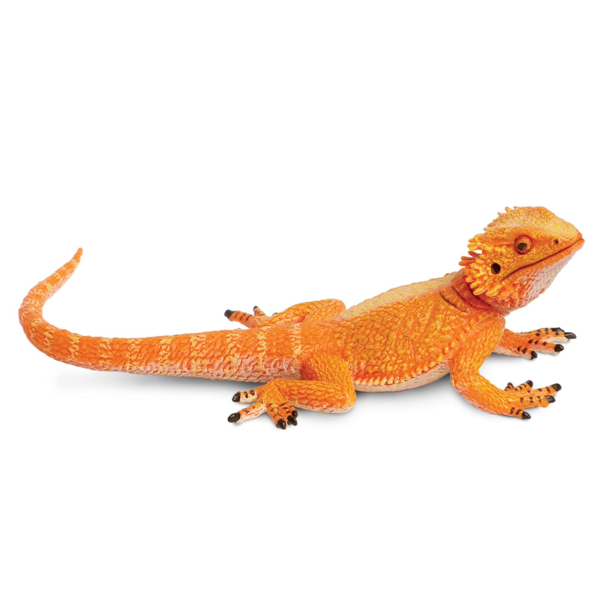 Petco lizards best sale