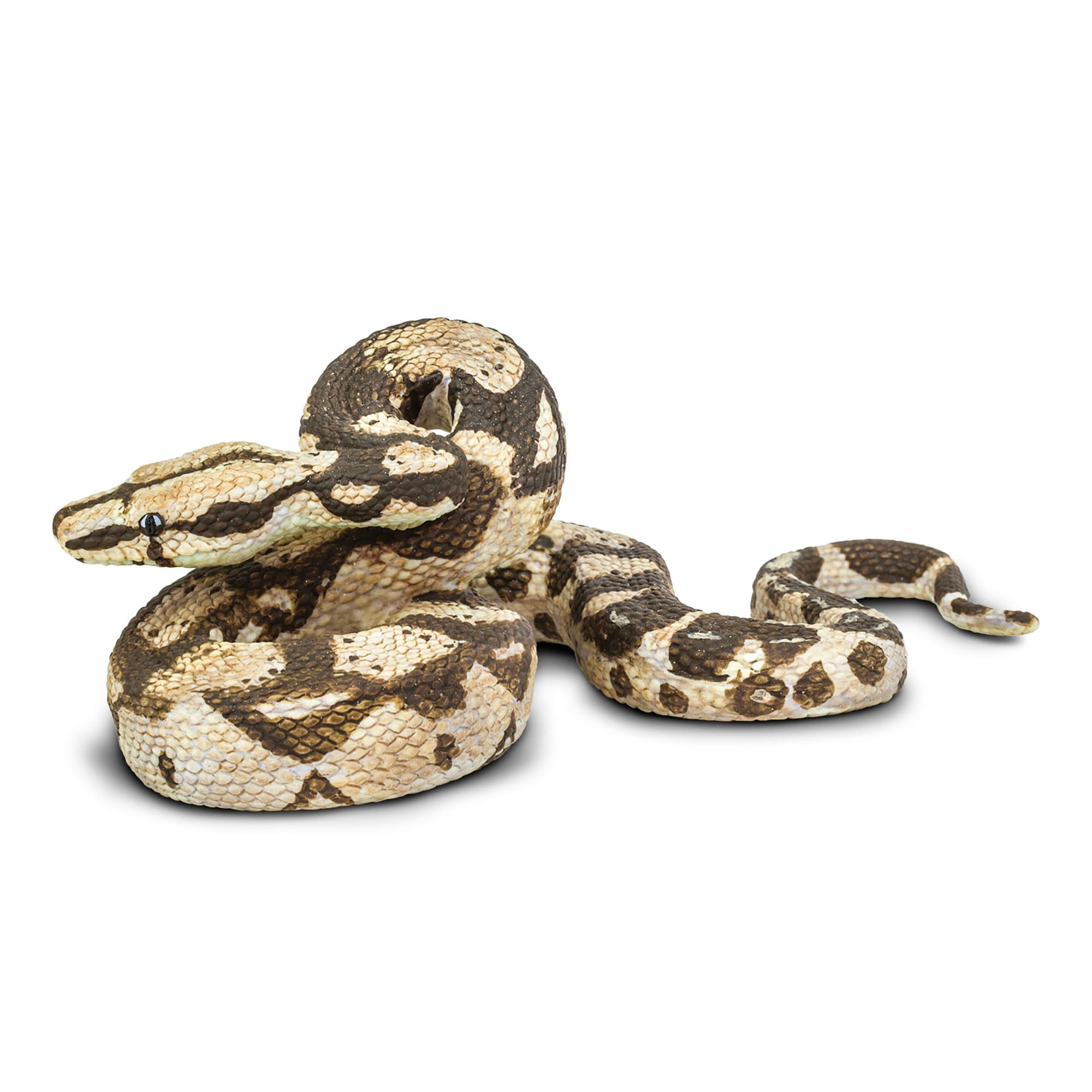 Snake prices fashion at petco