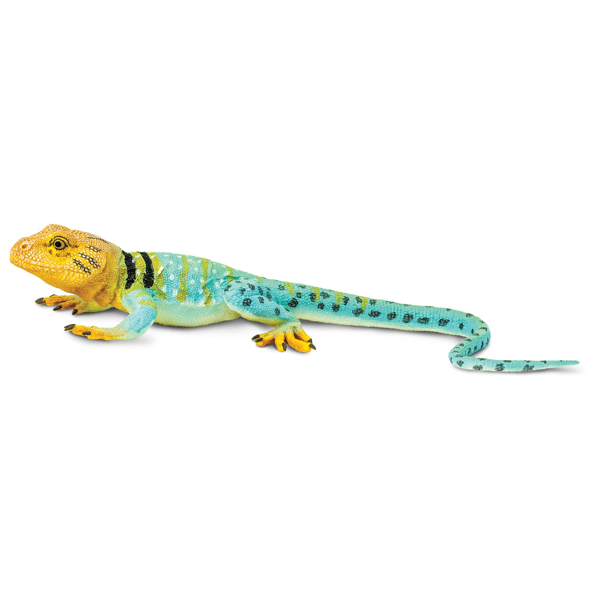 Lizards for hotsell sale at petco