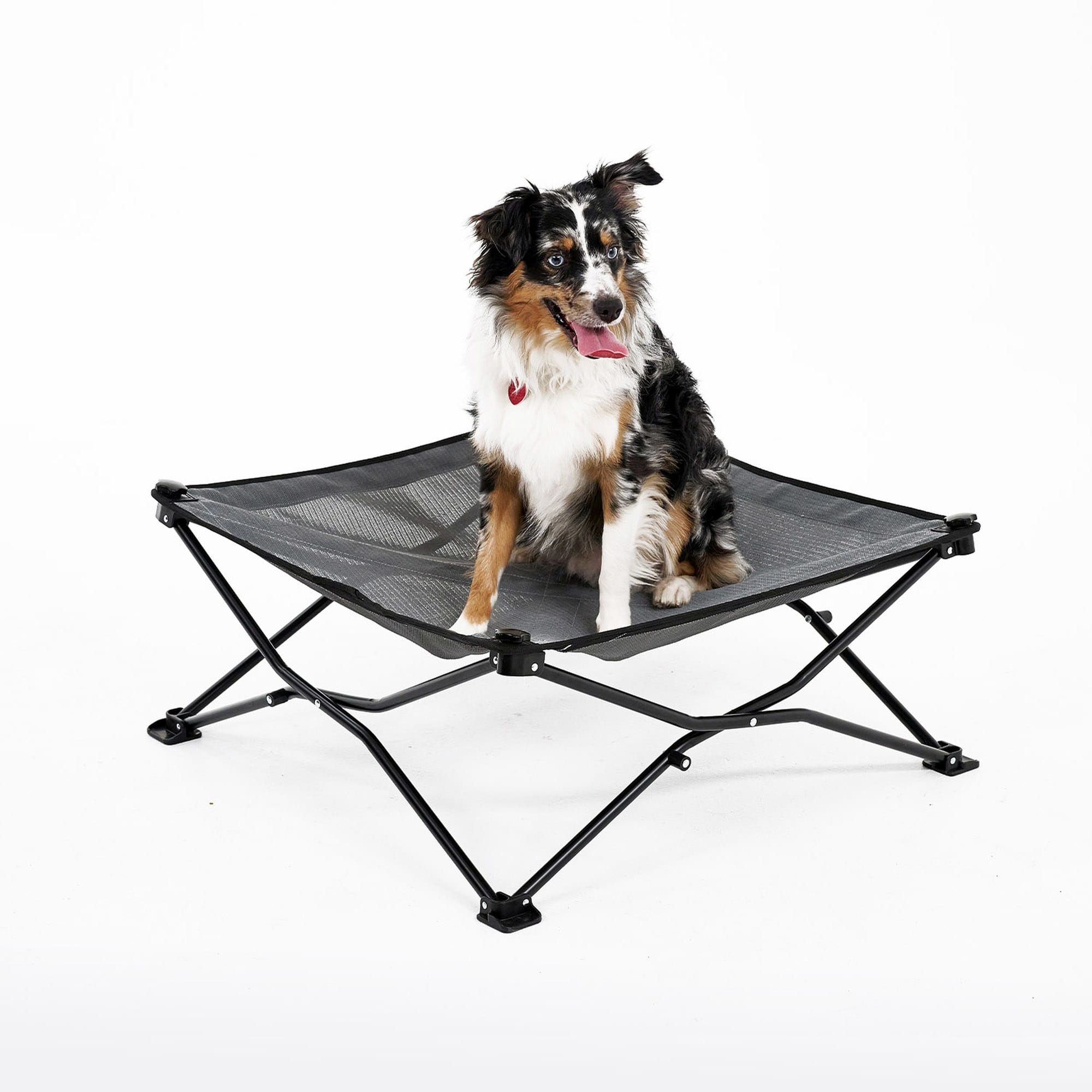 Petco elevated dog store bed