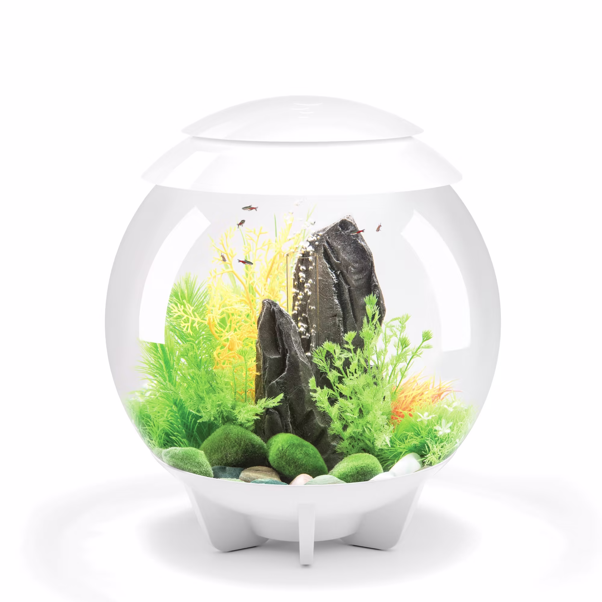 Fish Tank Live Fish Small Betta Gallon Smart Aquarium Kit