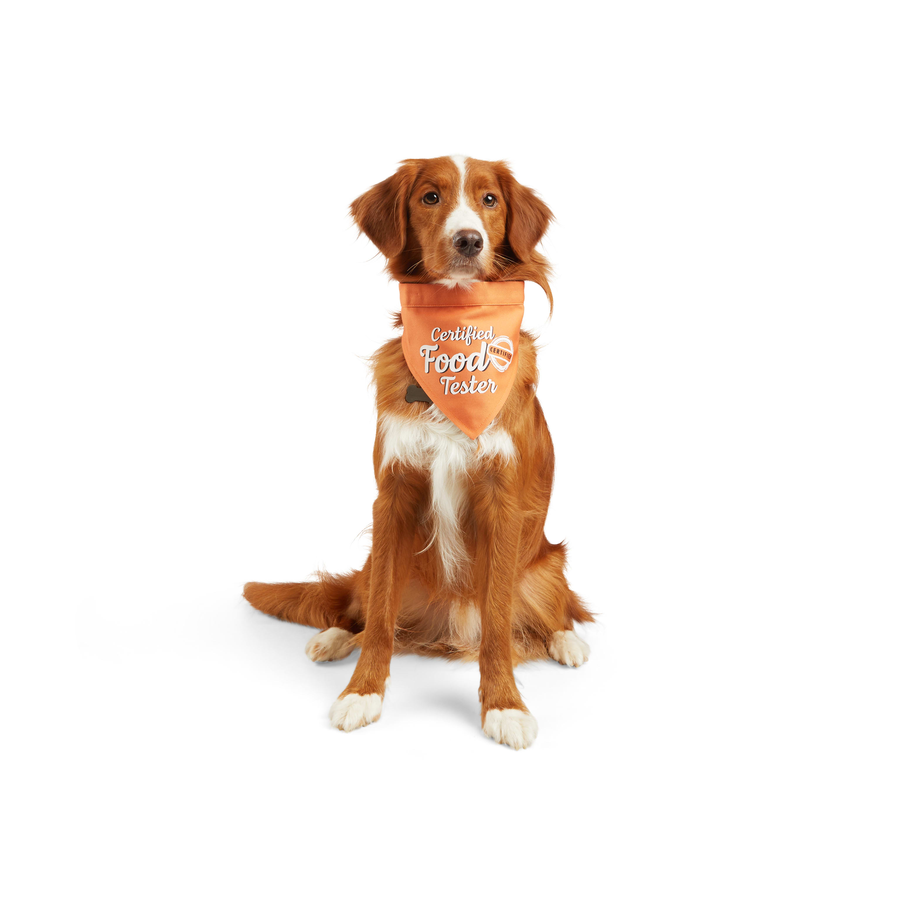 YOULY Thanksgiving Reversible Dog Bandana, Small/Medium Petco