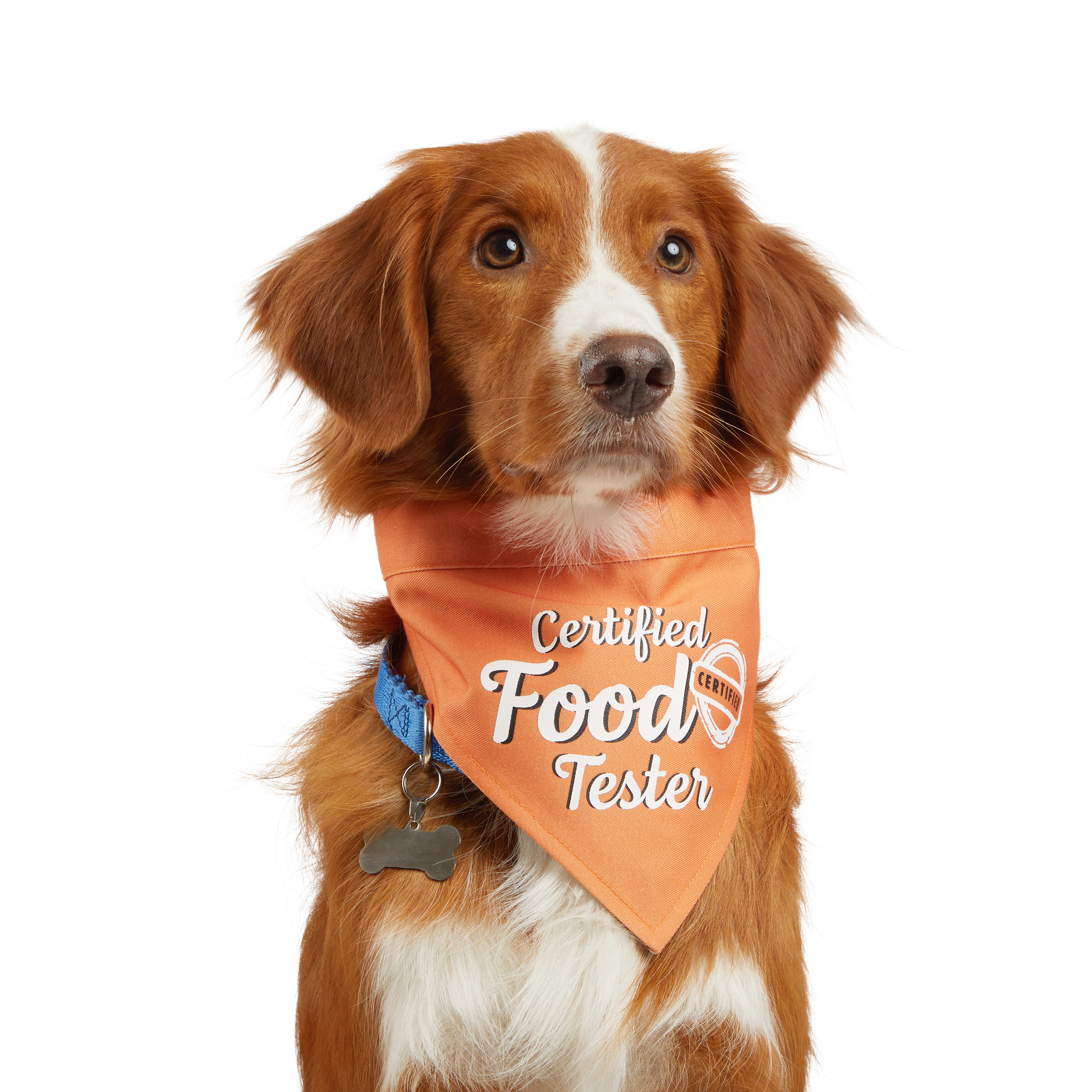 Thanksgiving 2025 dog bandana