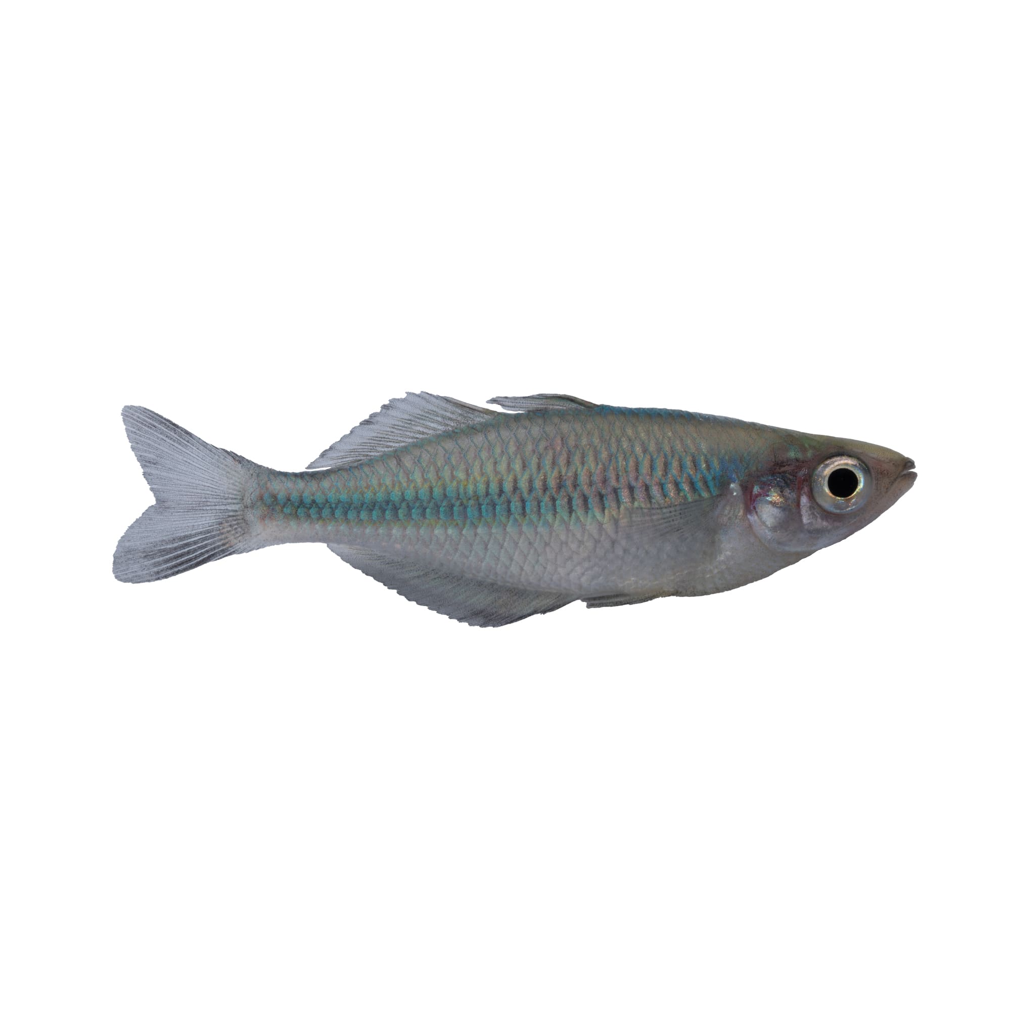Turquiose Rainbowfish For Sale
