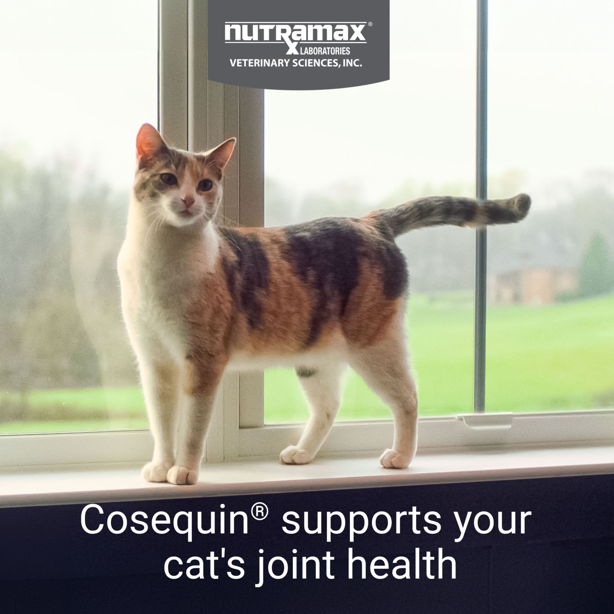 NUTRAMAX COSEQUIN Joint Health Supplement for Cats Count of 60 Petco