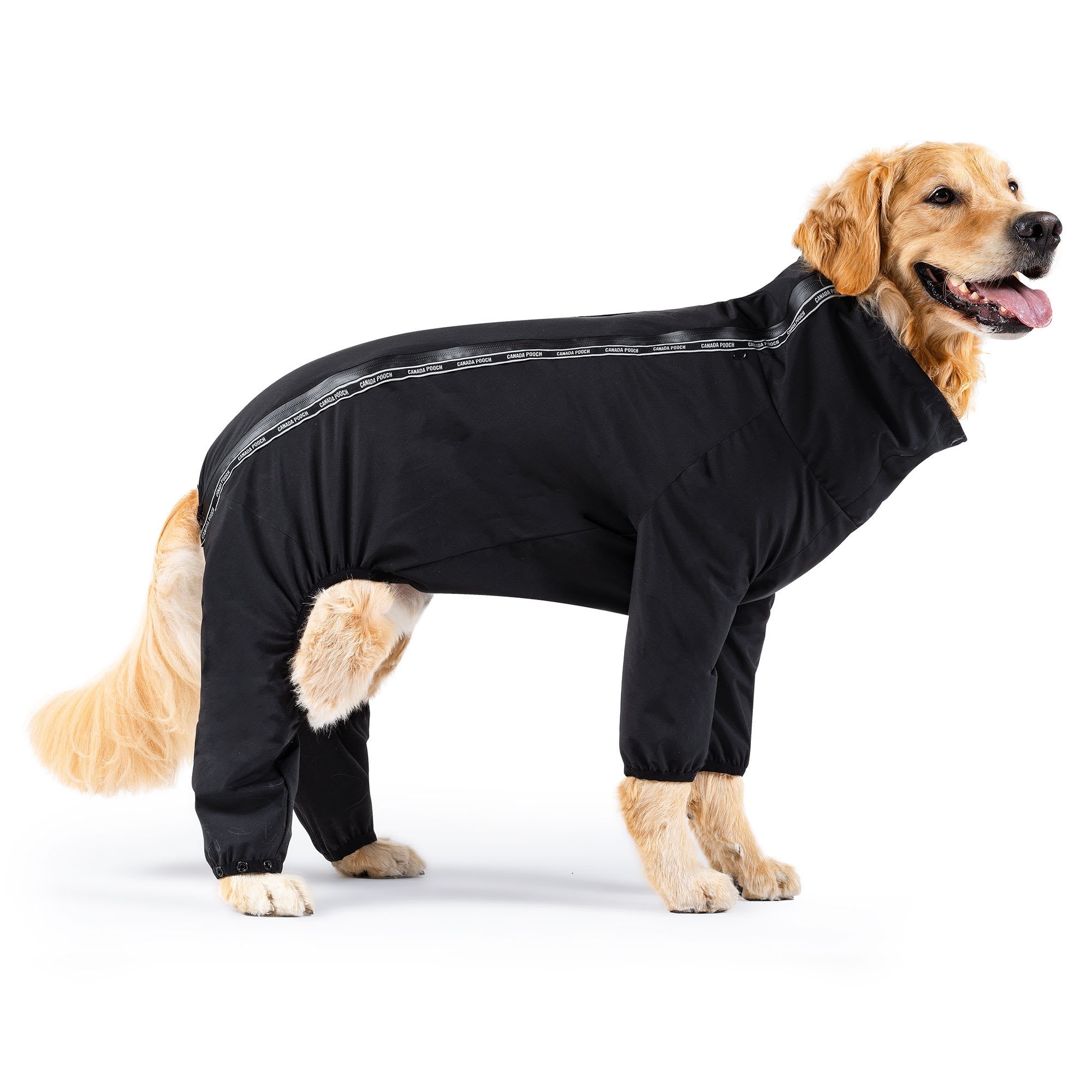 Petco best sale dog onesie