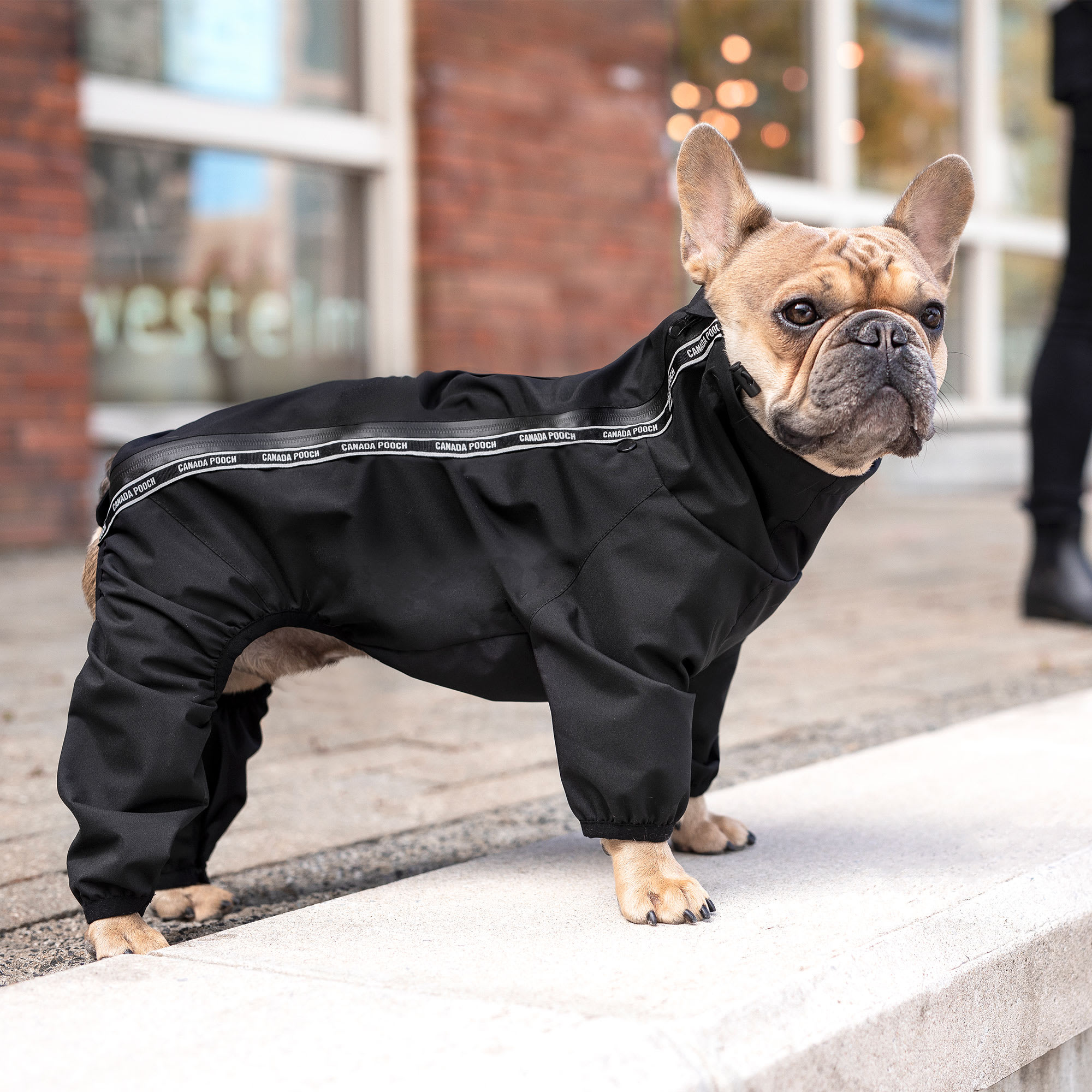 Canada Pooch Black Slush Suit for Dogs, 3X-Small Petco