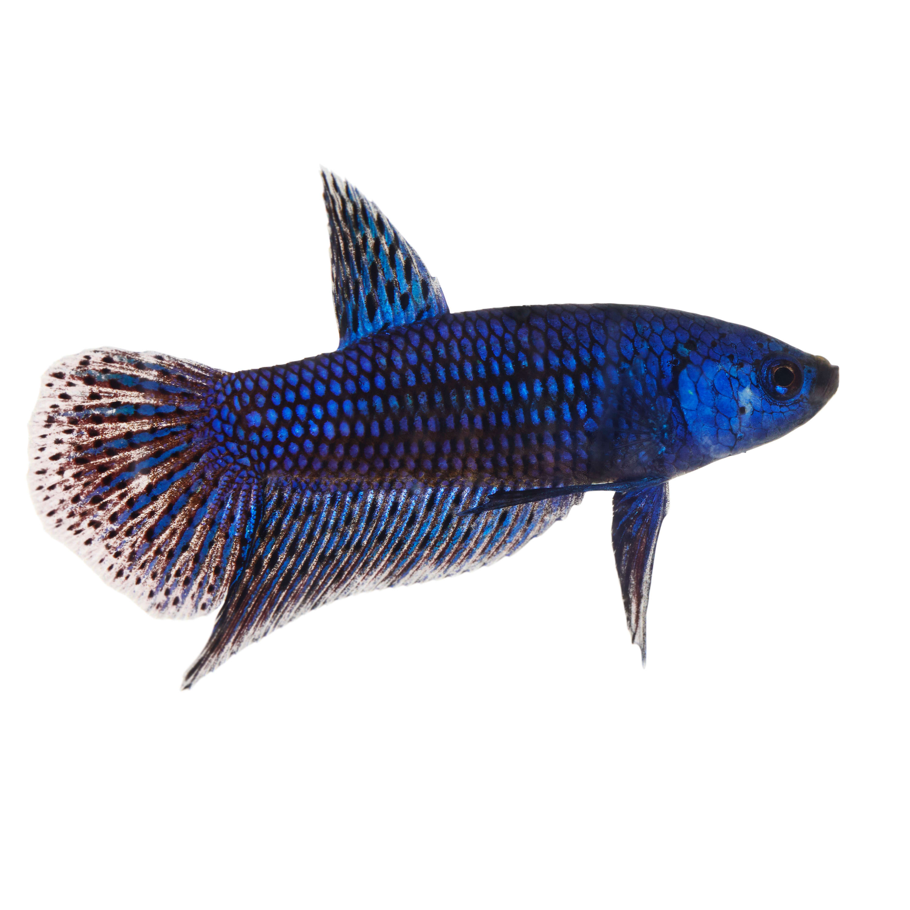 blue betta fish