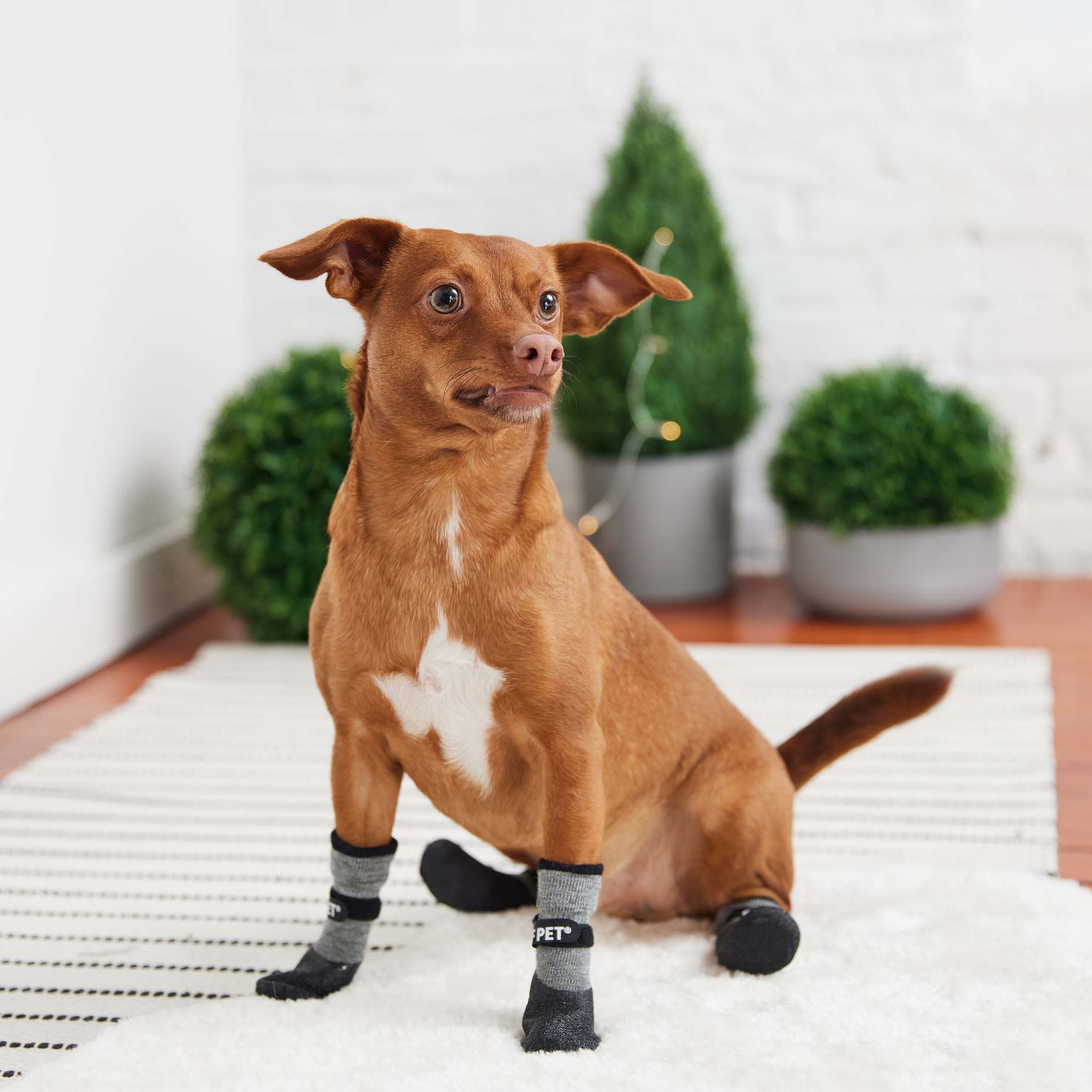 Dog booties 2025 near me