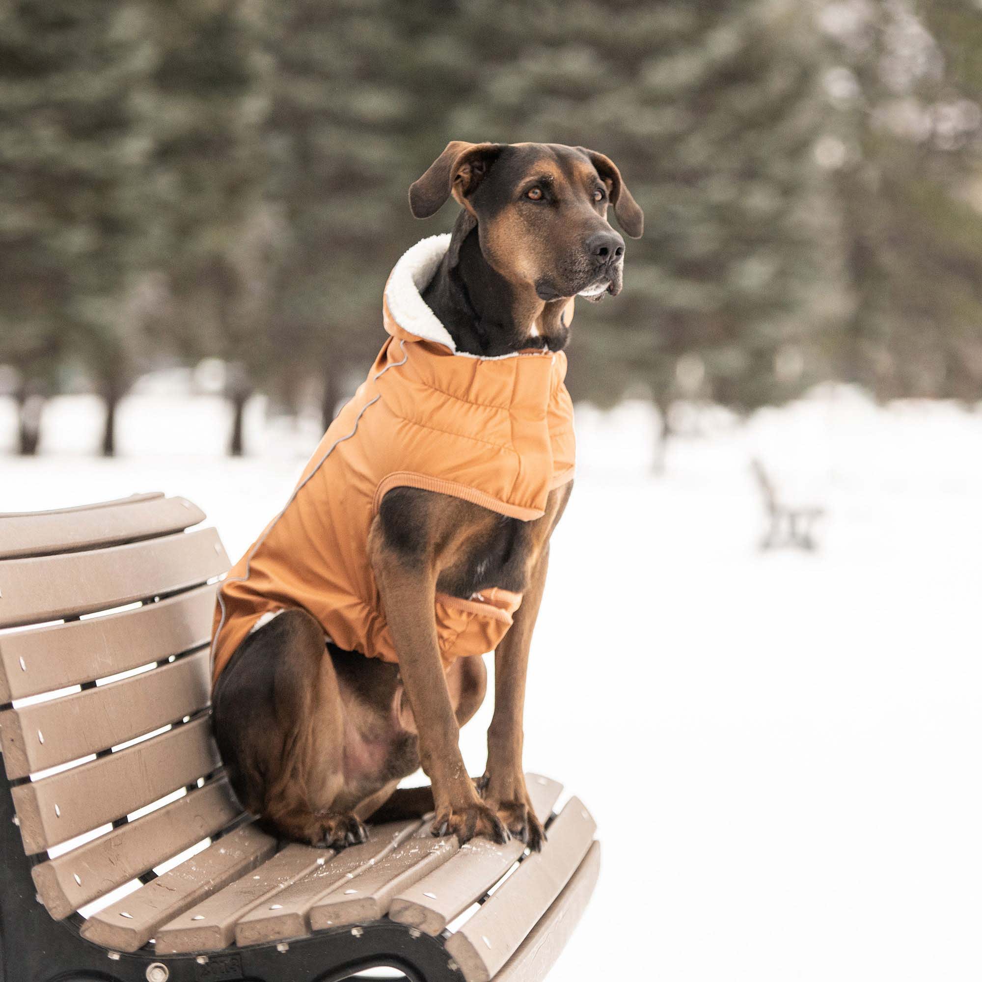 Petco raincoat best sale