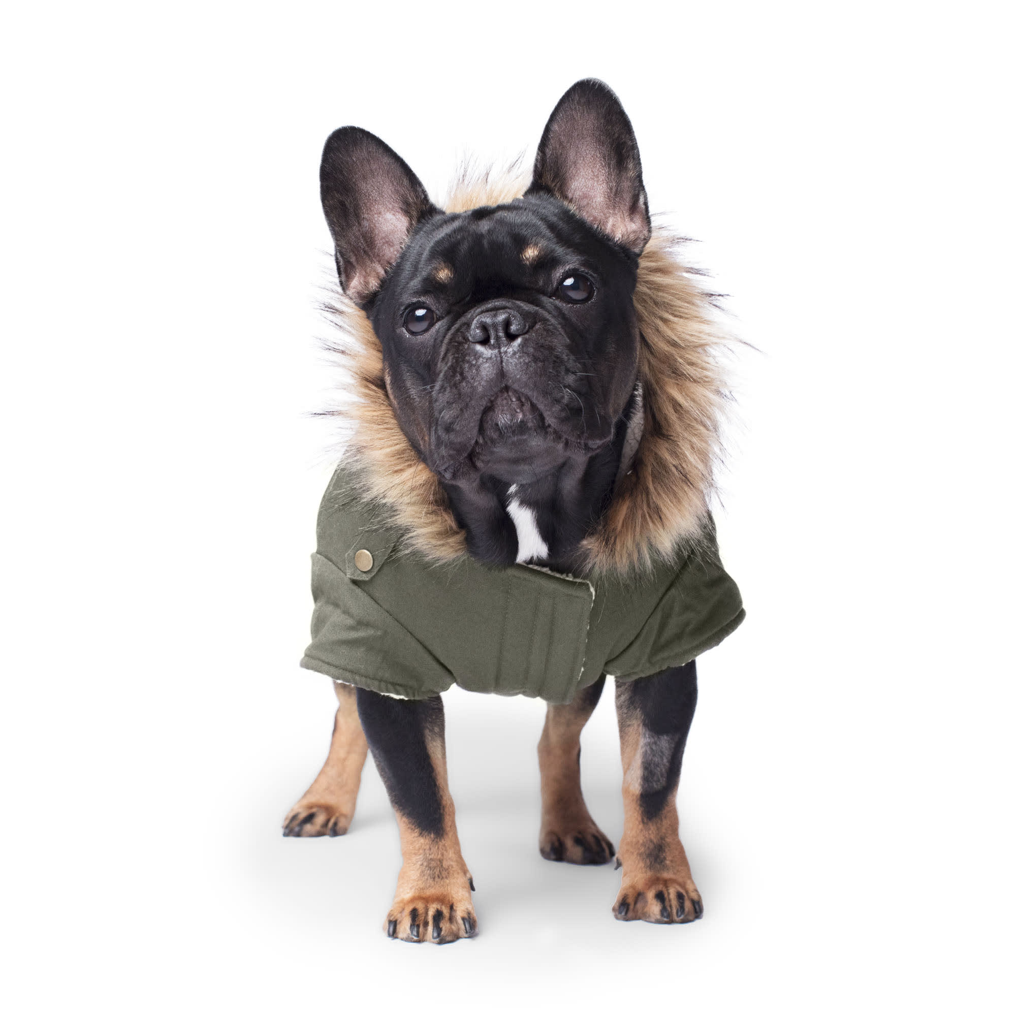 Canada Pooch Army Green Alaskan Army Parka for Dogs XX Small Petco