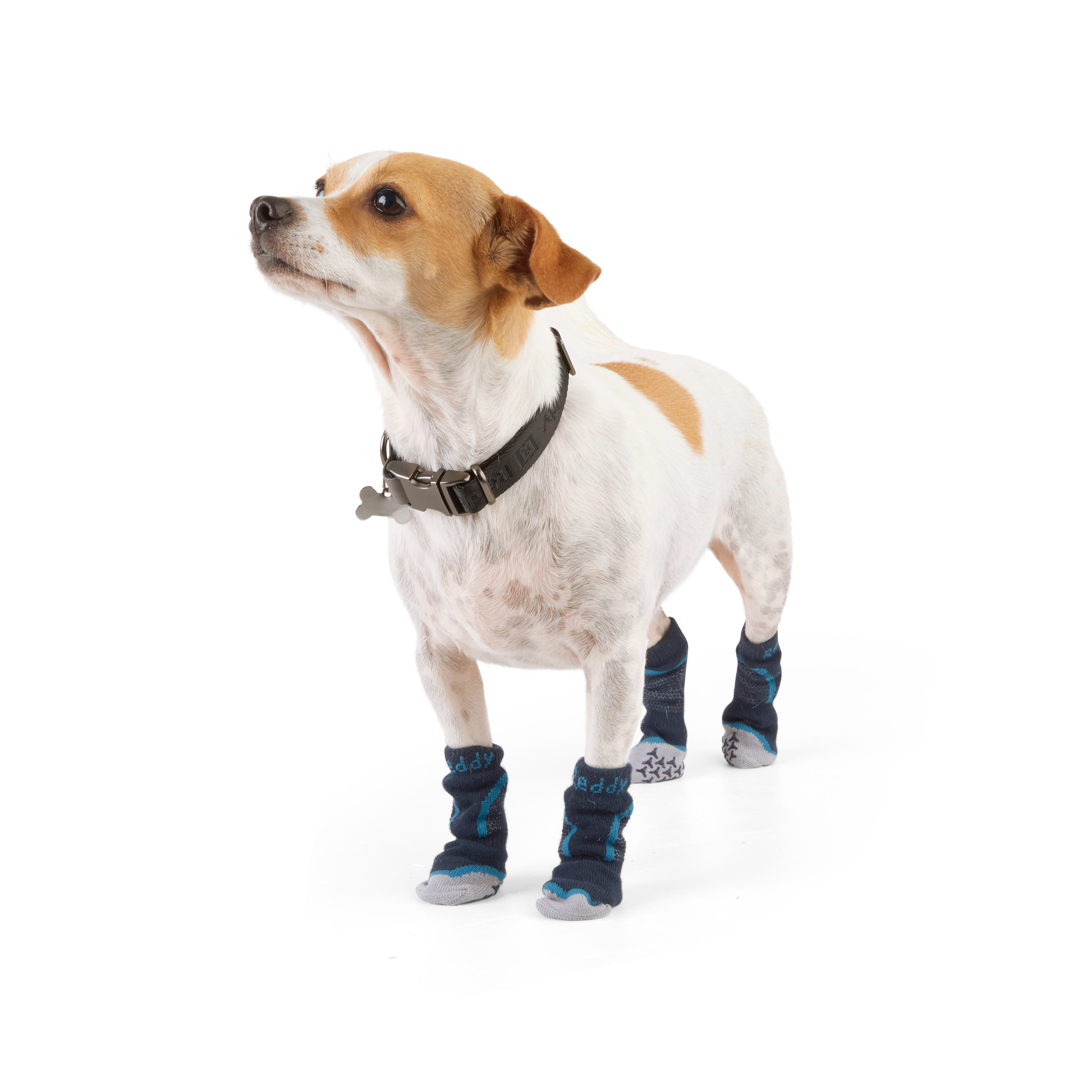 Non slip outlet dog socks petco