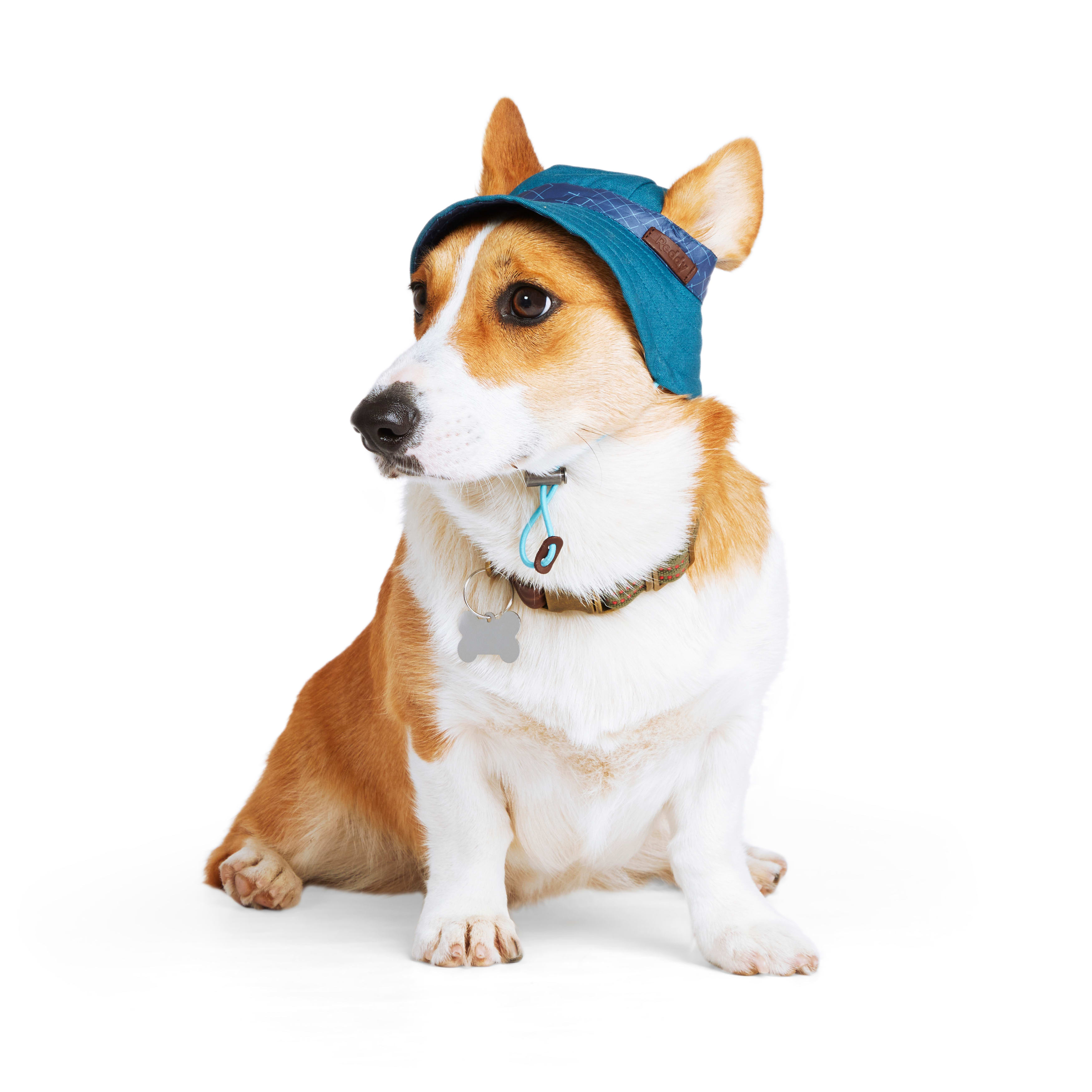 Dog hats petco sale