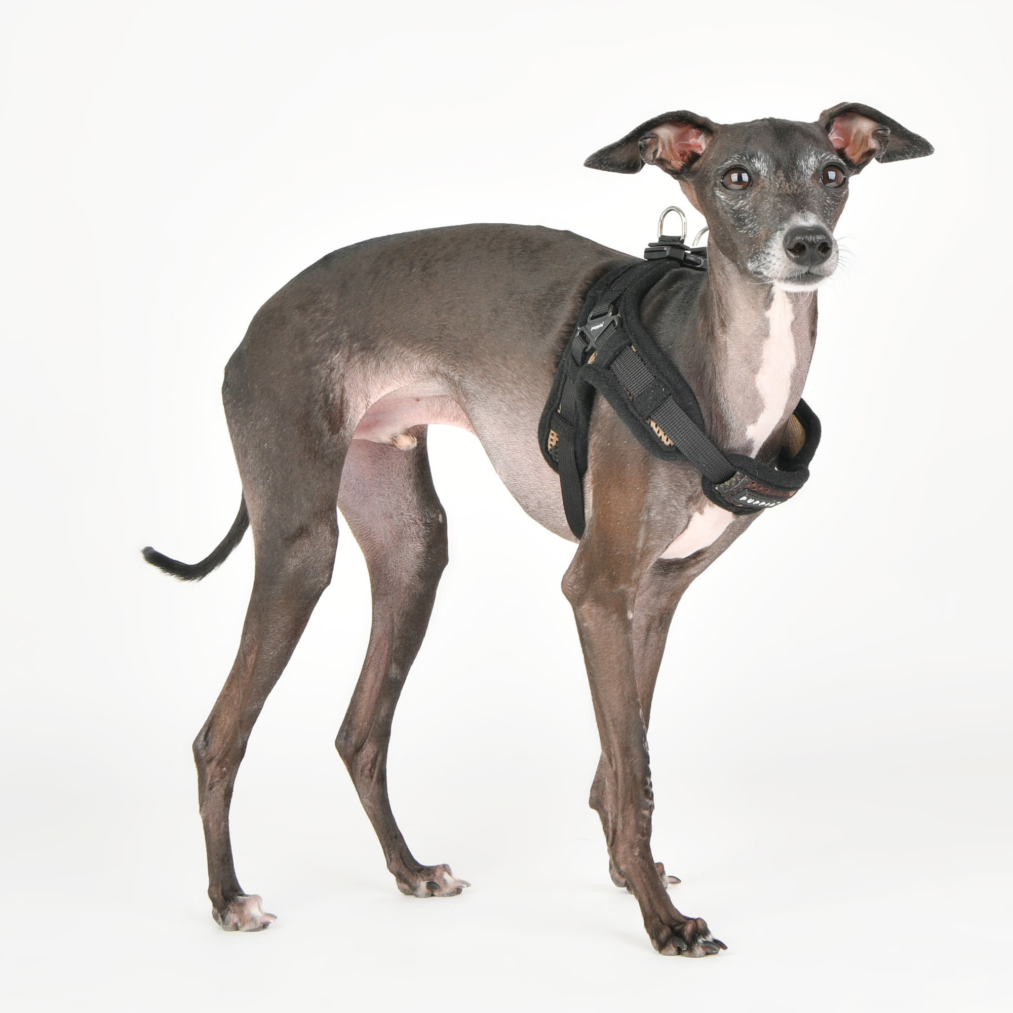 Italian greyhound puppy store harness