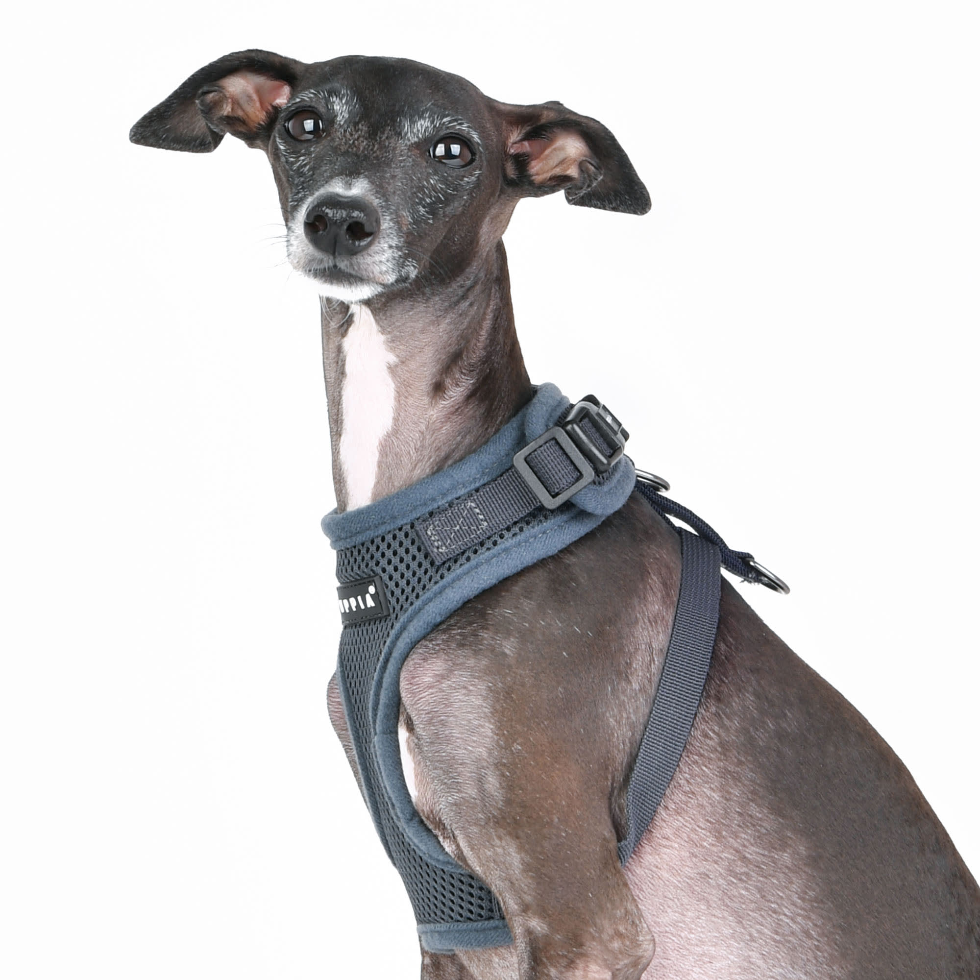 Puppia Gray RiteFit Dog Harness with Adjustable Neck, Small Petco