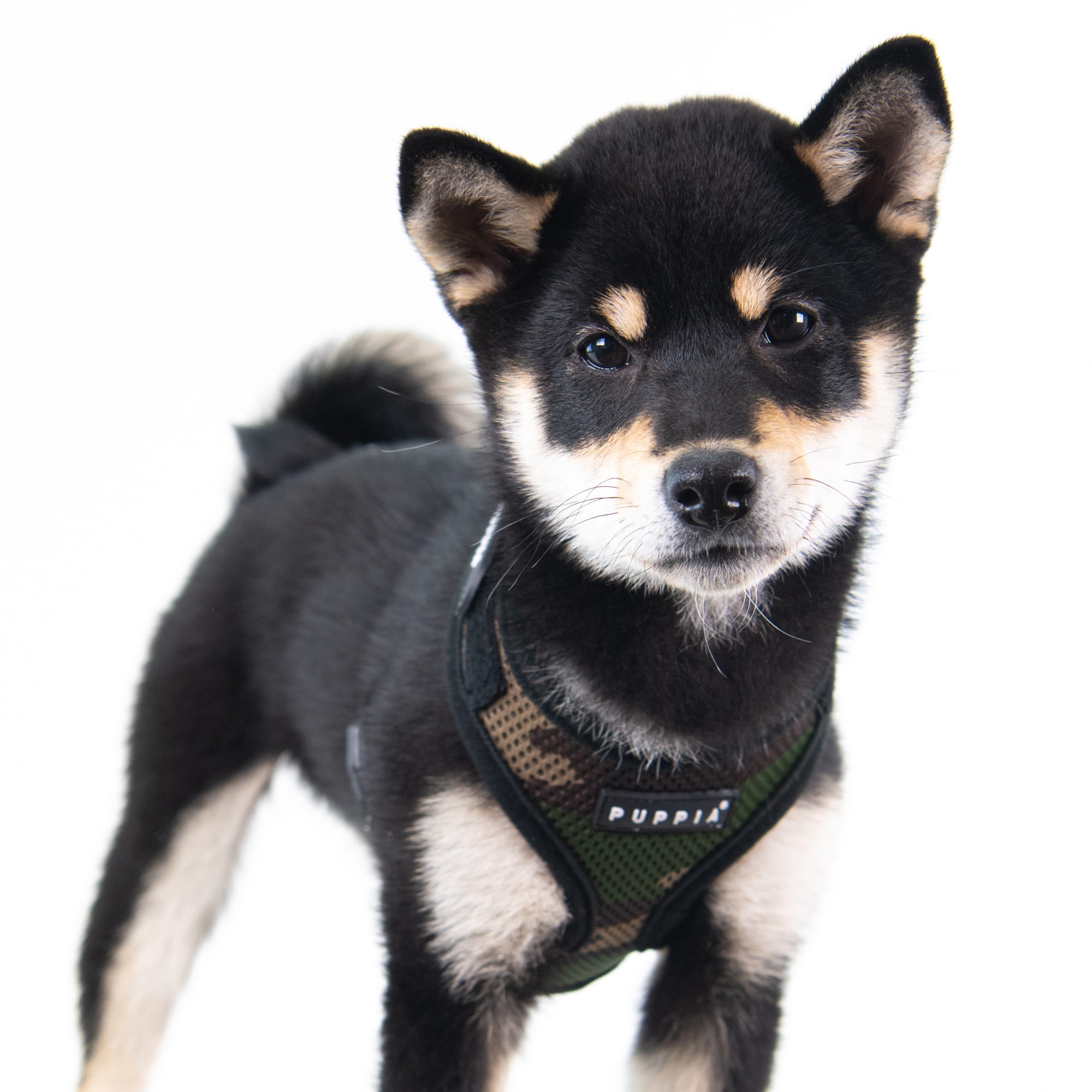 Puppia Camo Superior Soft Dog Harness with Adjustable Neck, Medium | Petco