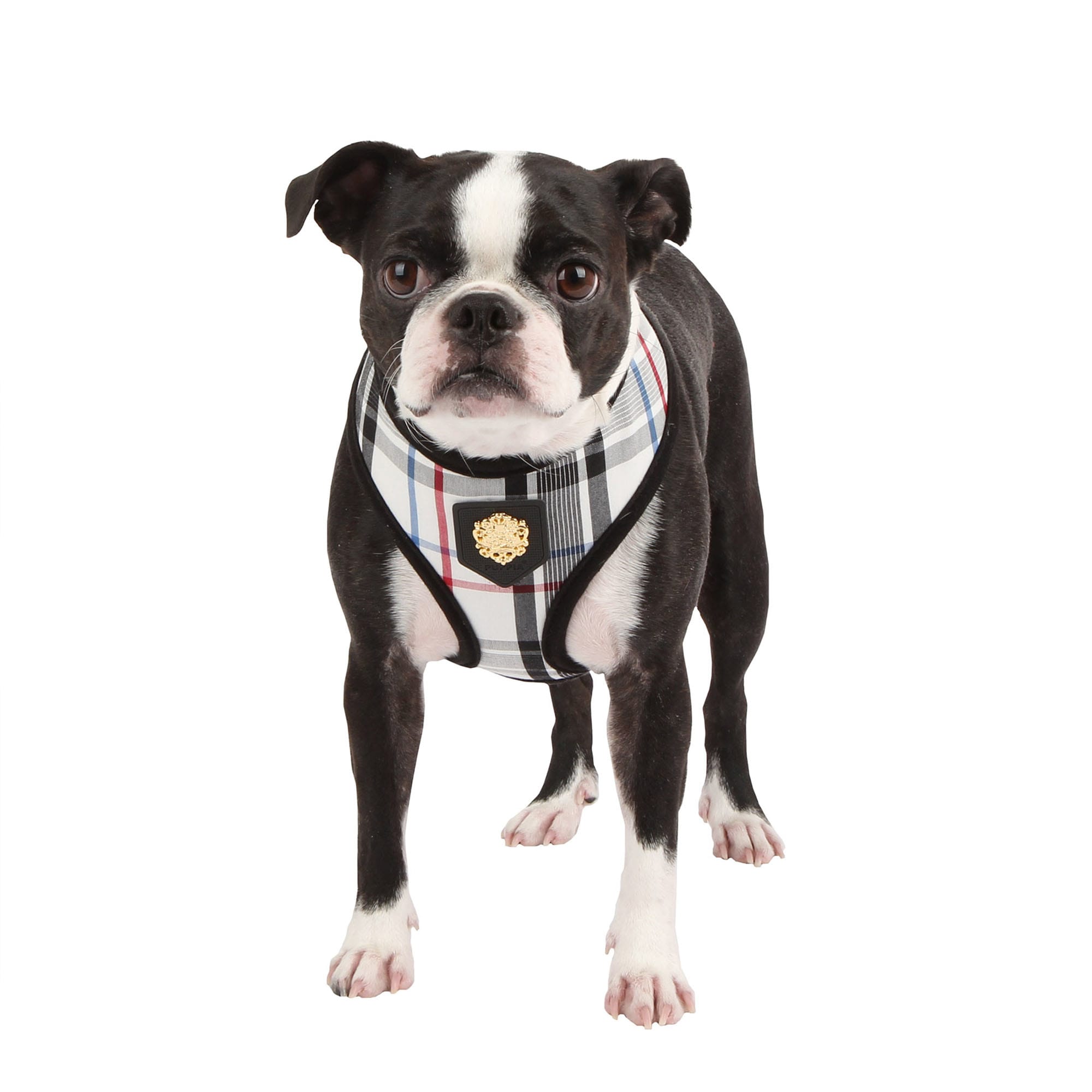 Dog harness outlet for boston terrier