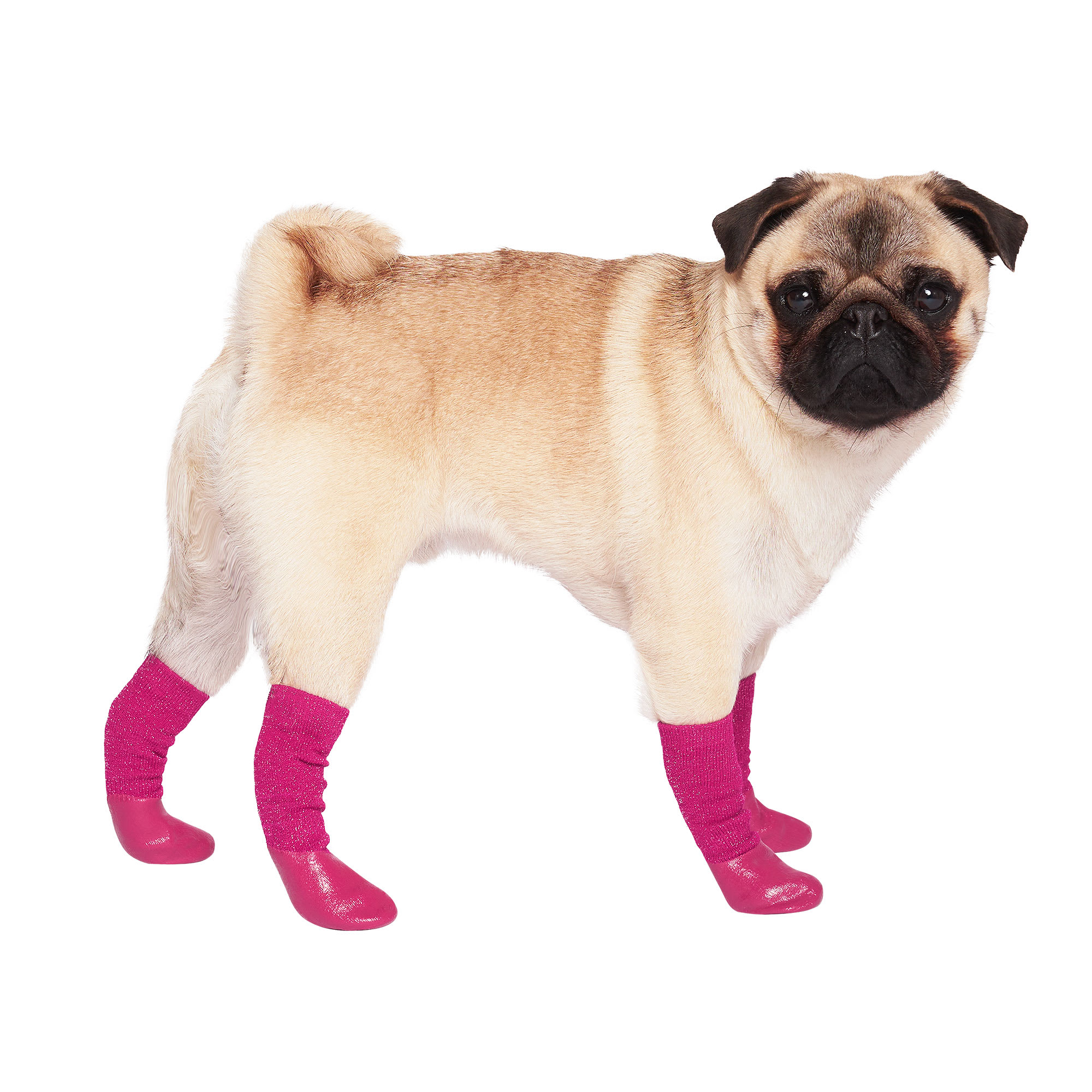 Photo dog clearance socks