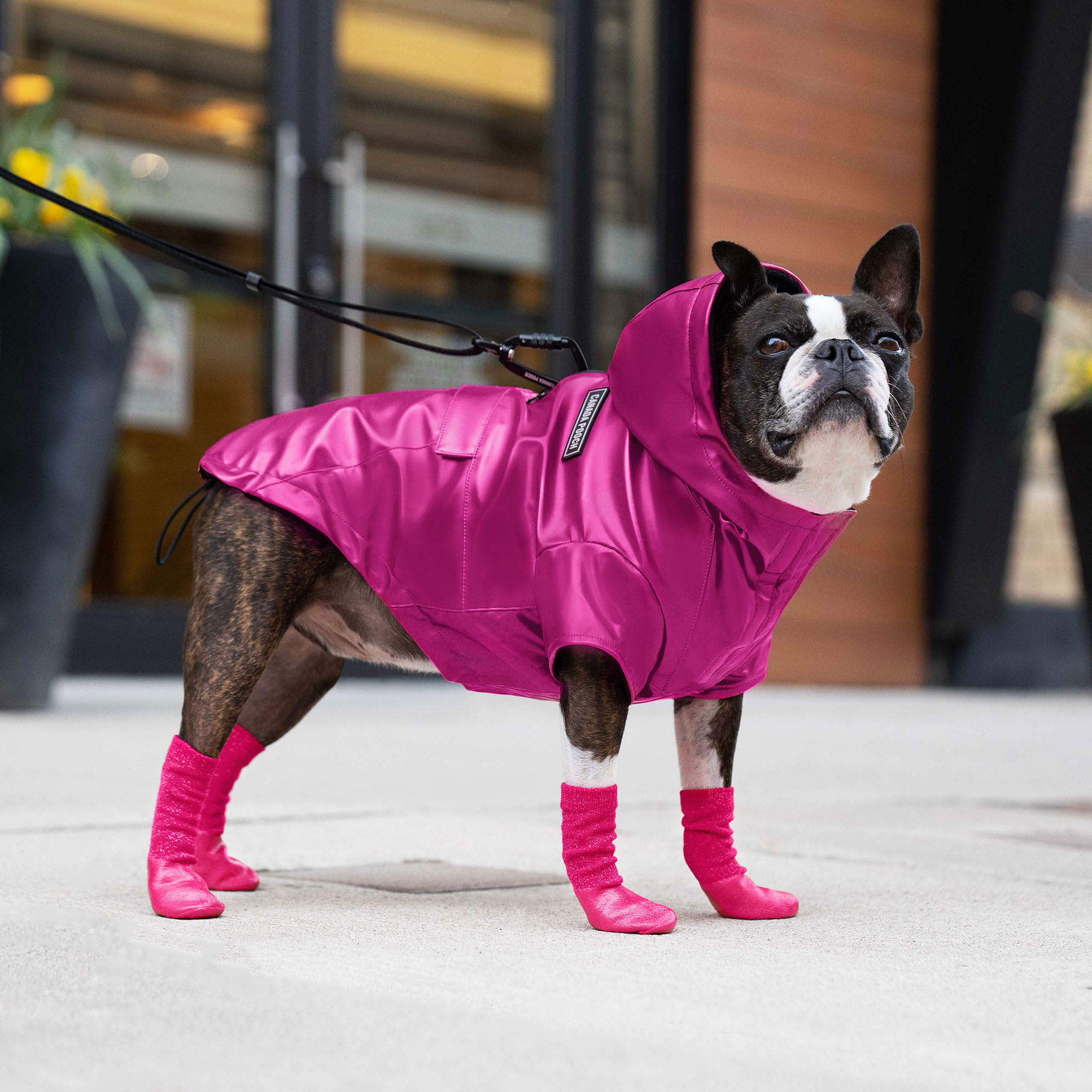 Canada pooch outlet socks