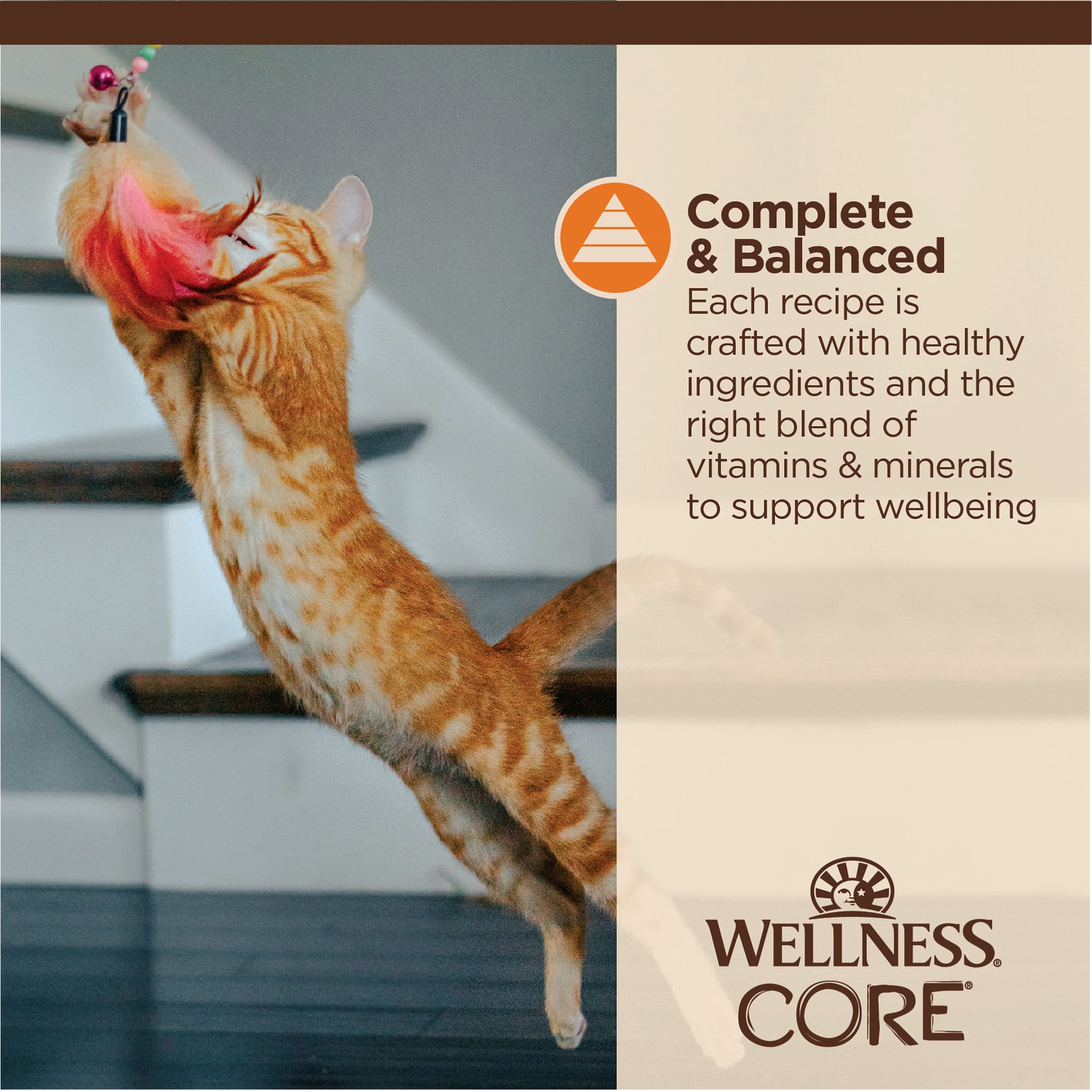 Wellness minced hotsell chicken cat food