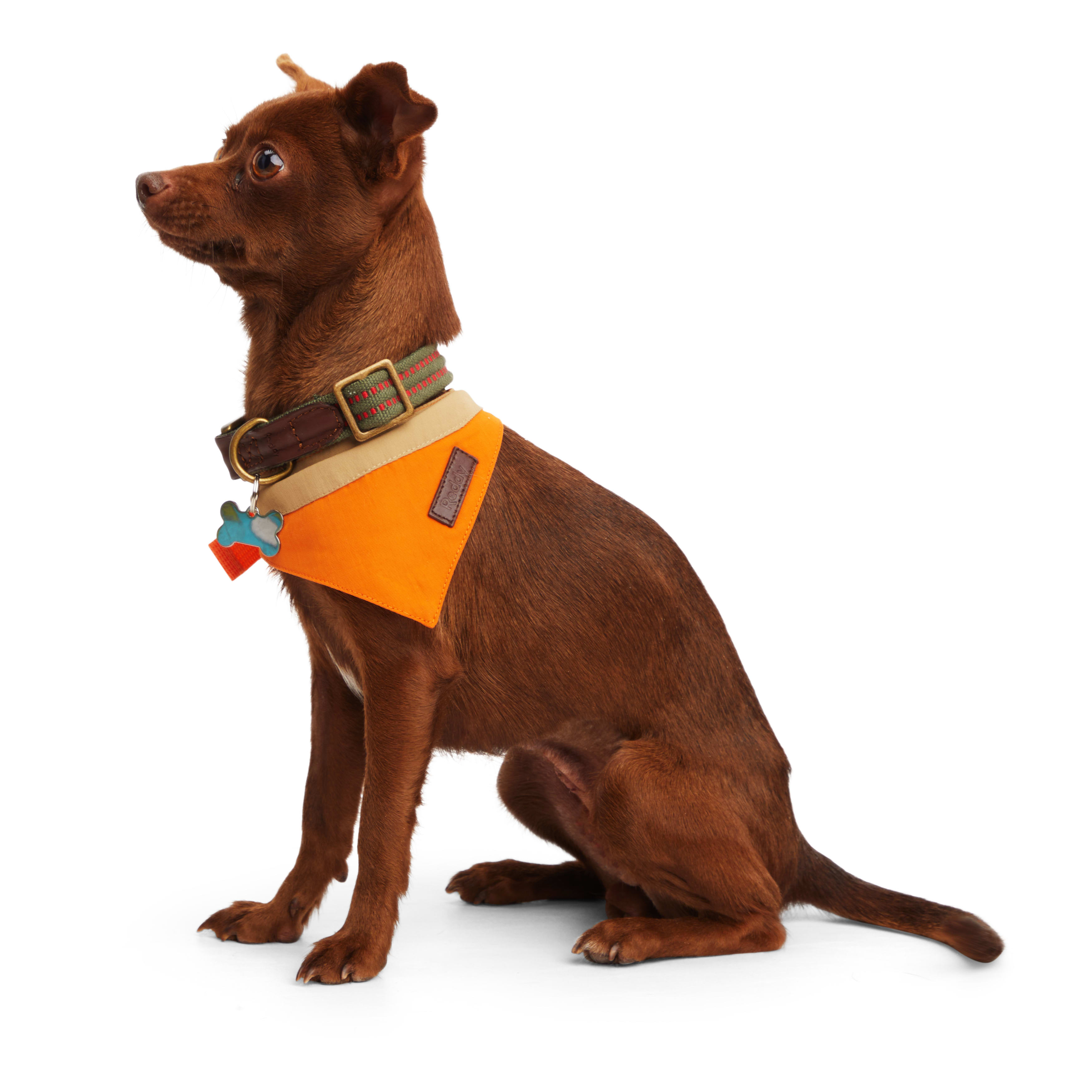 Petco deals dog bandana