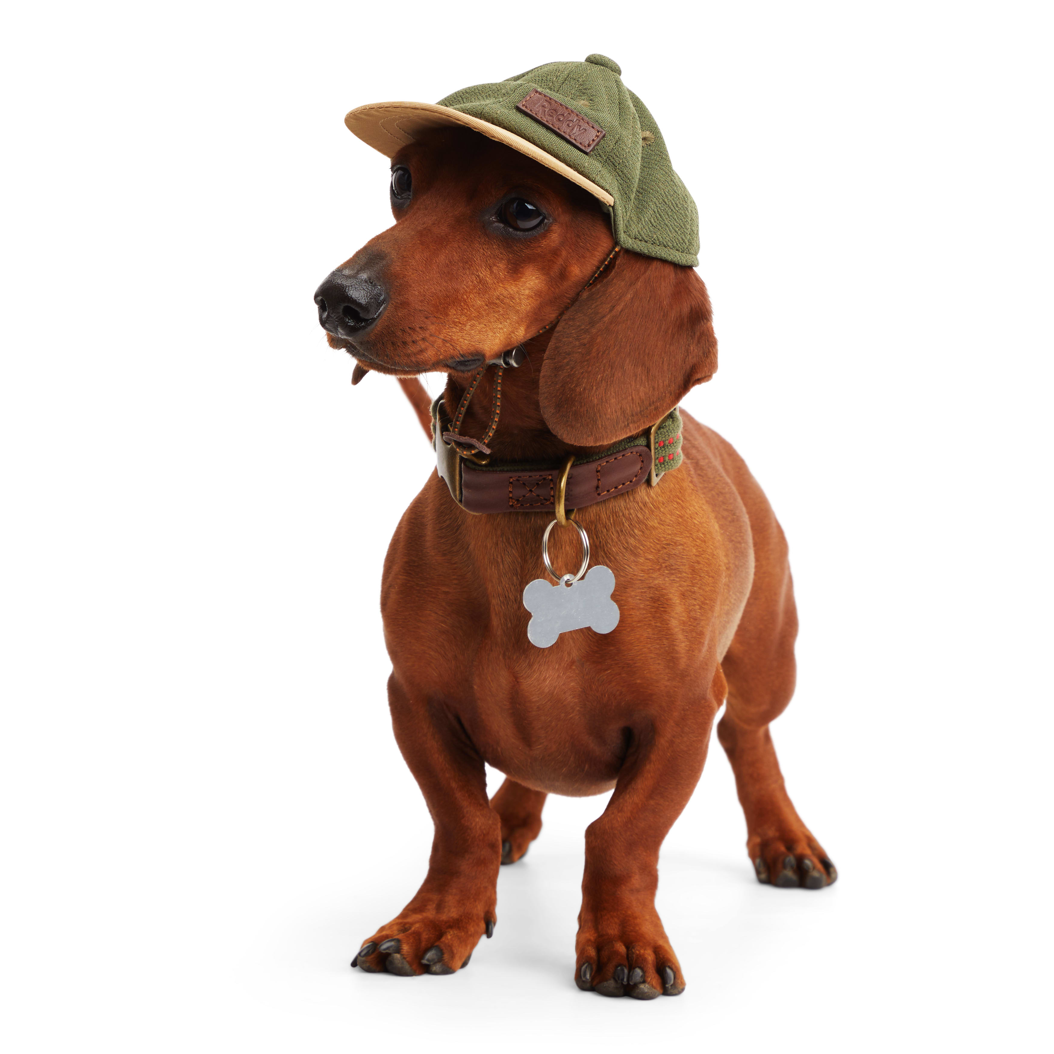 Puppy cheap baseball cap